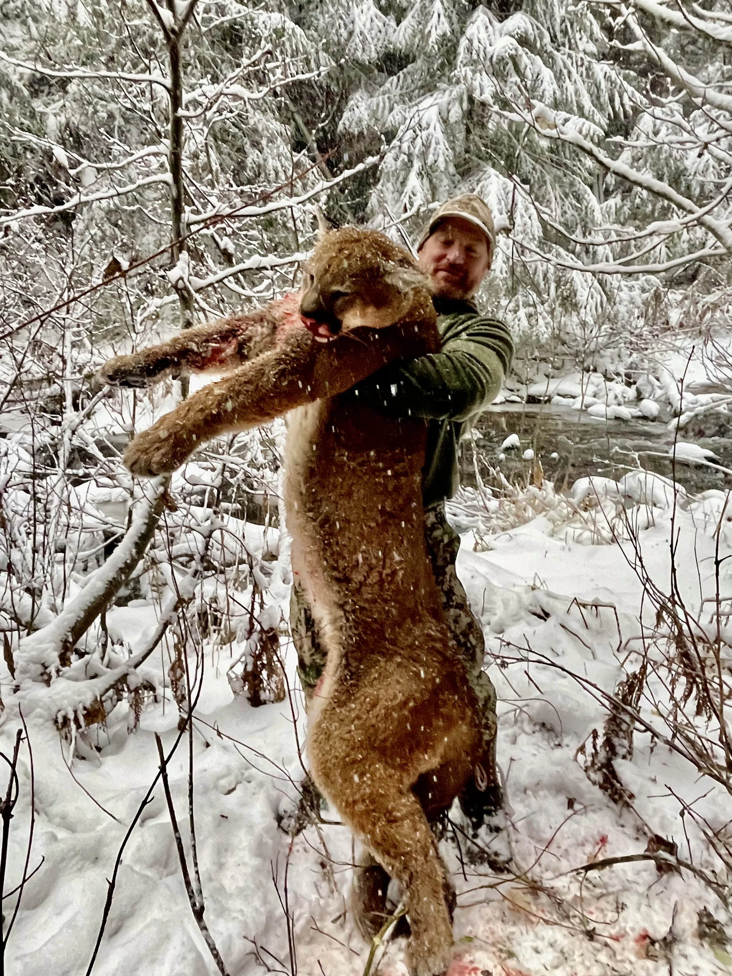 A man holding a large, recently harvested mountain lion or similar large feline in a snowy forested area.