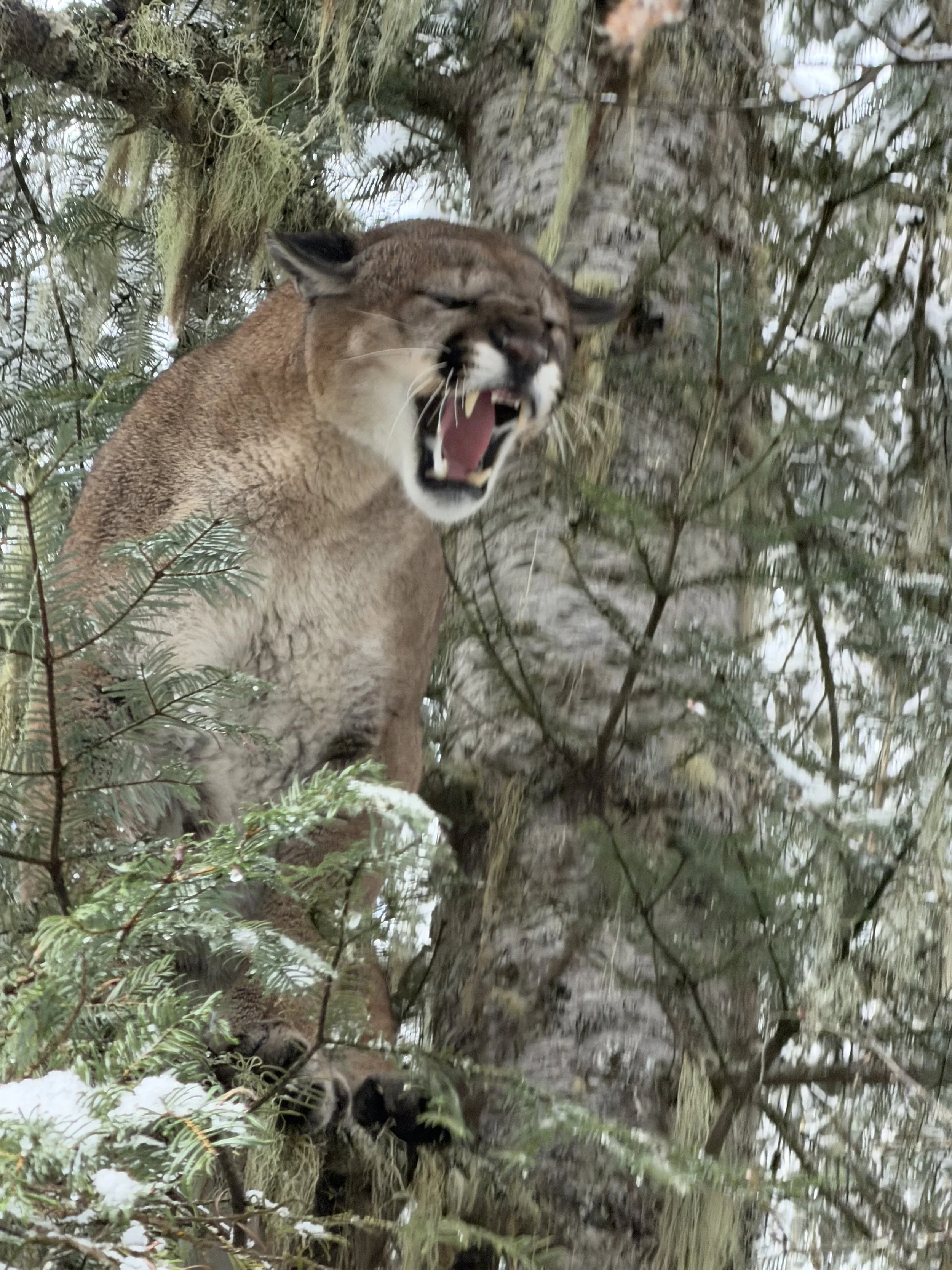 A mountain lion perching on a tree branch, snarling with mouth open and showing teeth, surrounded by green leaves and branches.