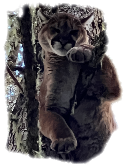 A cougar climbing a tree in a forested area.