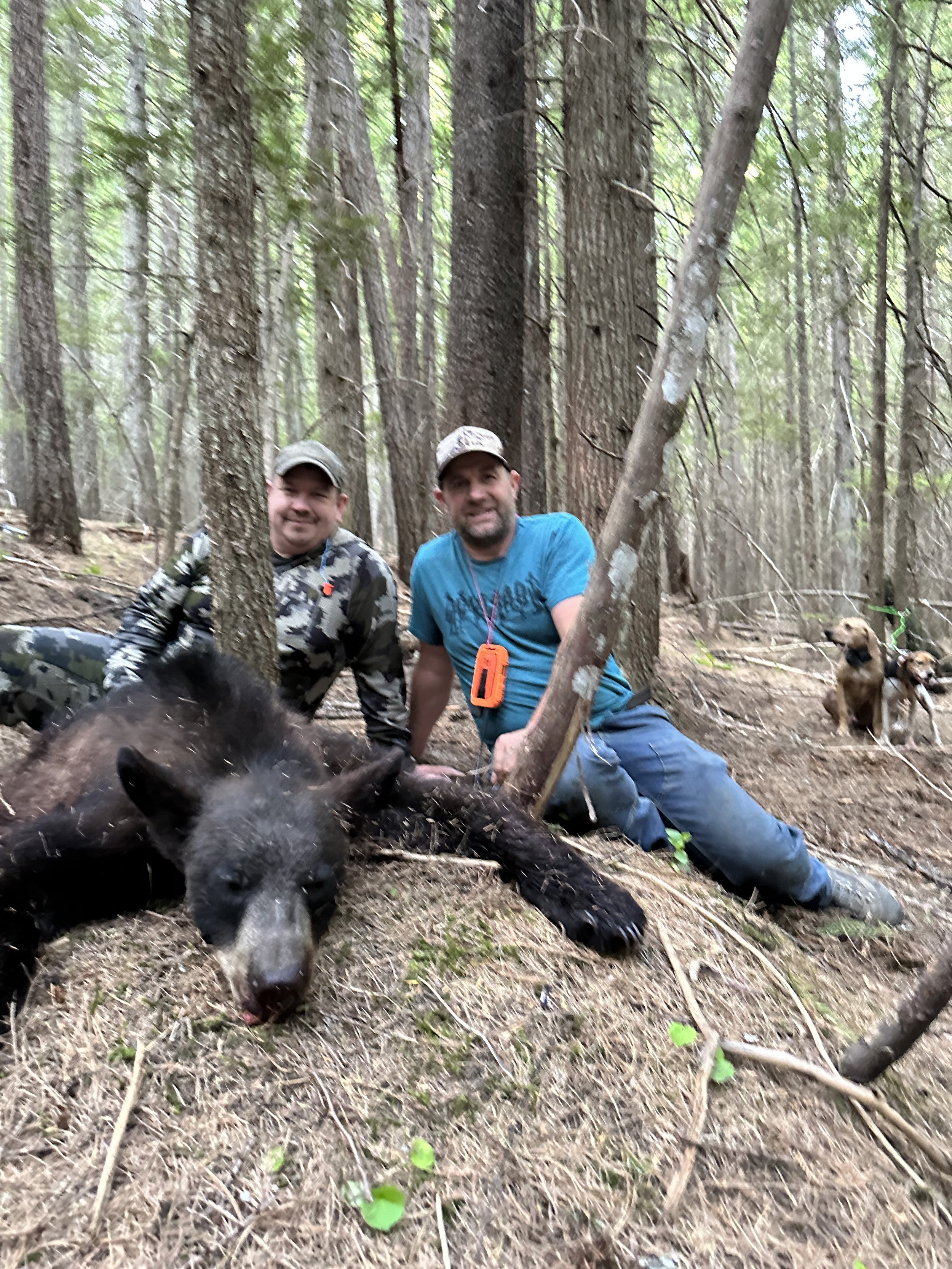 Two men in a forest beside a large, dead black bear; one man is wearing camouflage clothing, and the other is in a blue t-shirt with a whistle hanging around his neck. There are three dogs in the background, and the men are smiling.