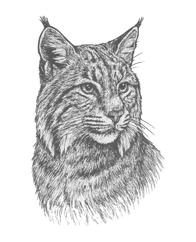 A detailed black and white sketch of a bobcat, showcasing its facial features and thick fur.