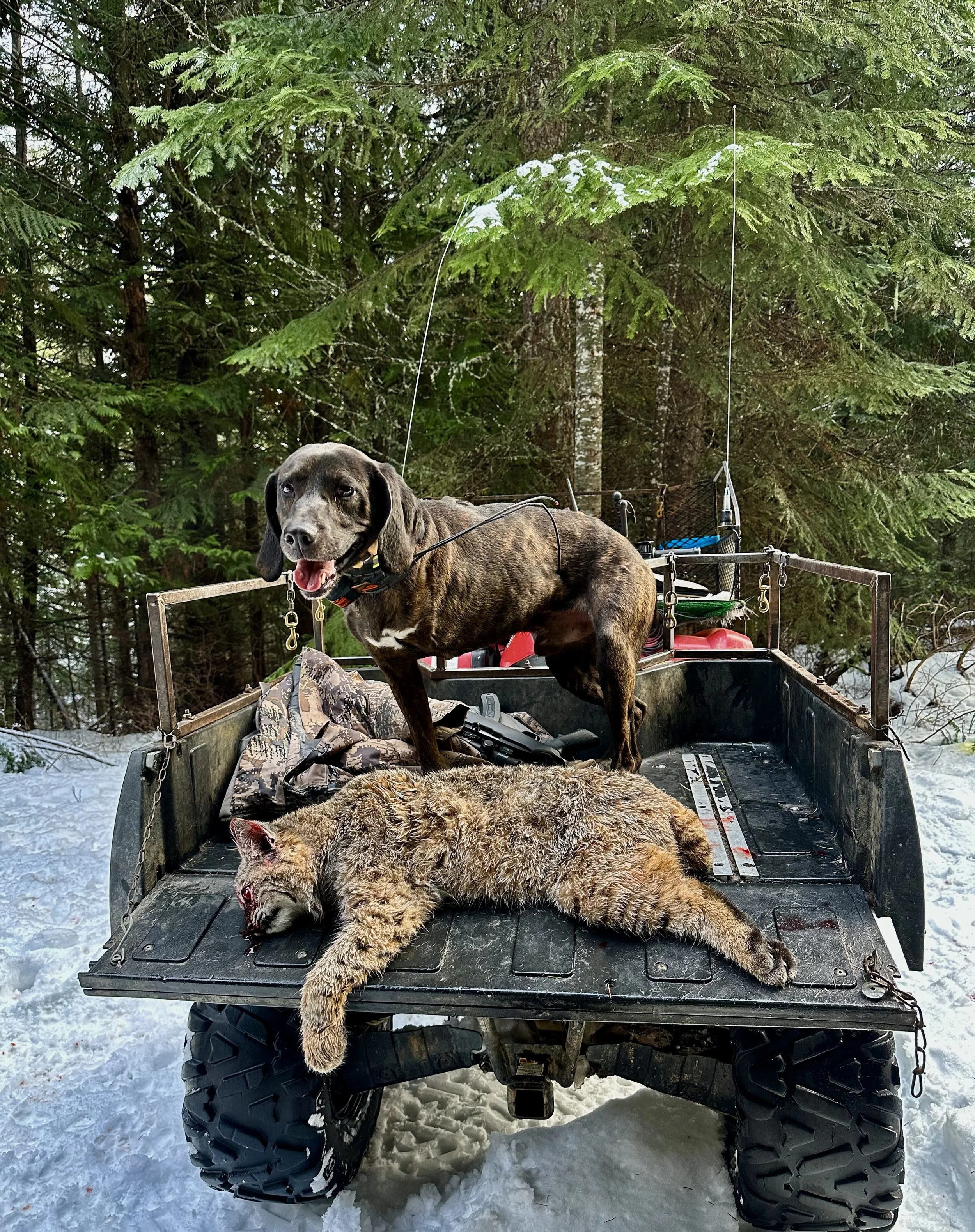 A dog standing on a snow-covered ATV bed next to a dead lynx, with a forest background.