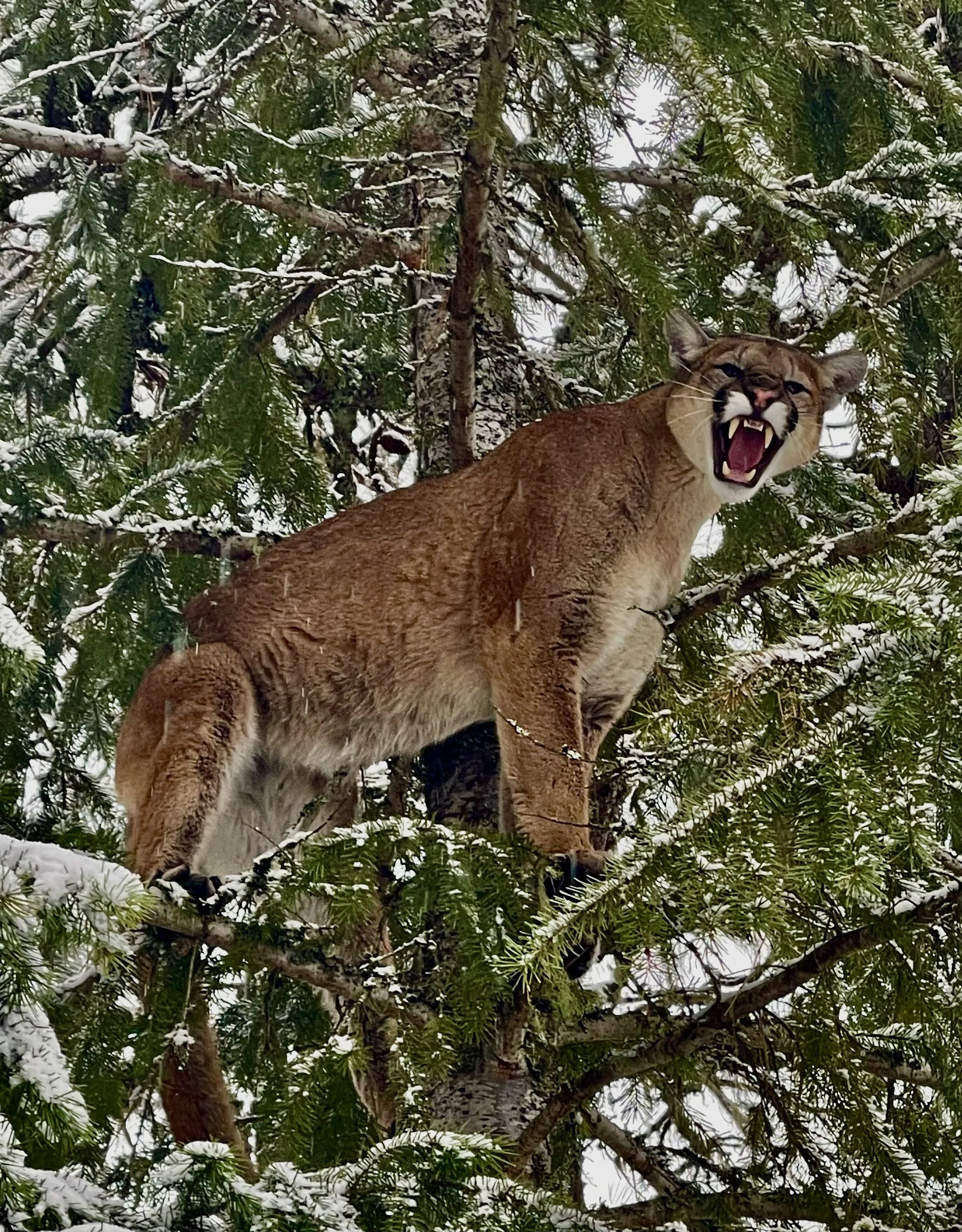 A mountain lion perched on a snowy tree branch, snarling with its mouth open and showing its teeth.