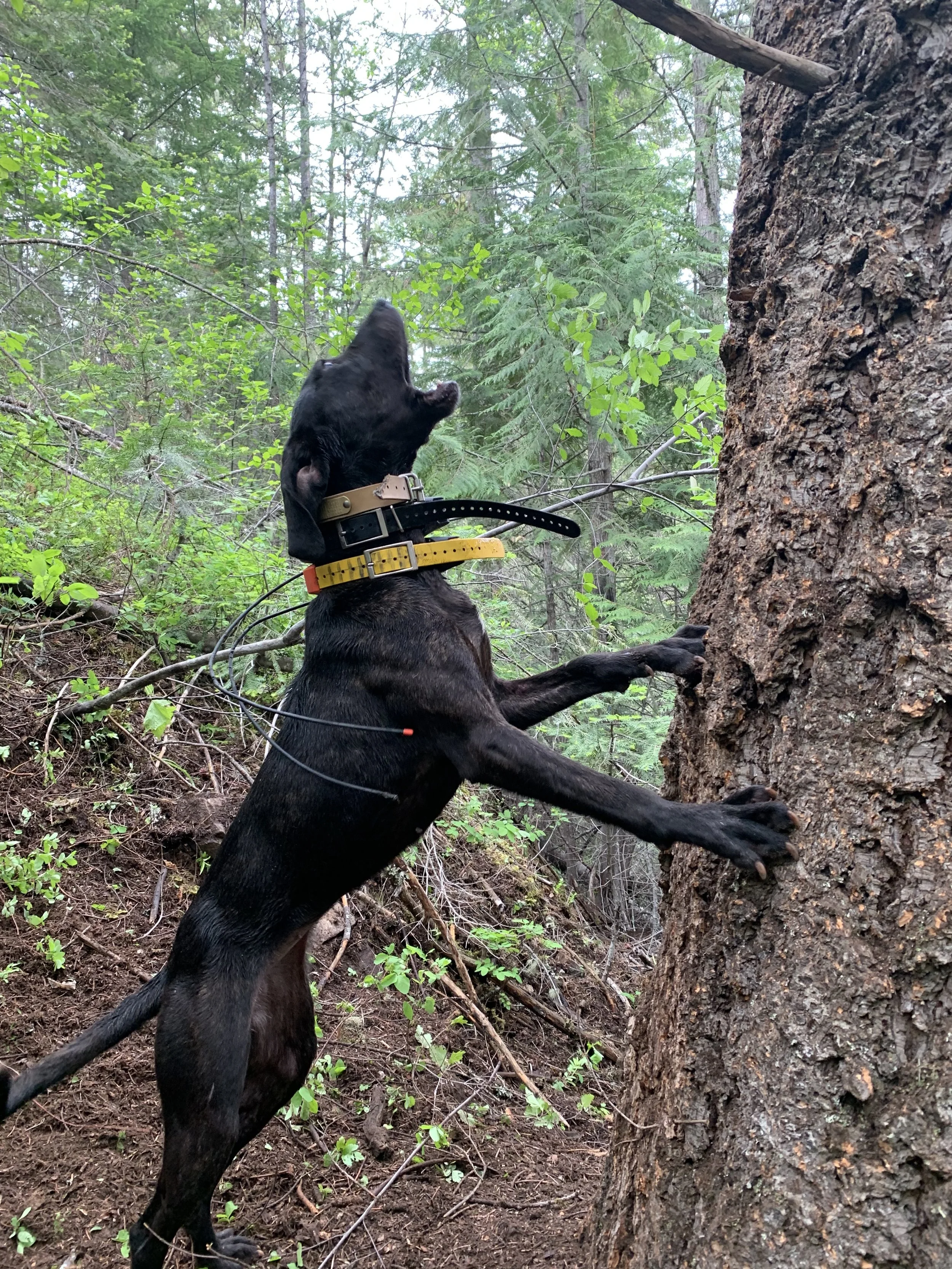 A black dog climbing a tree in a forest, wearing a collar and a tracking harness.