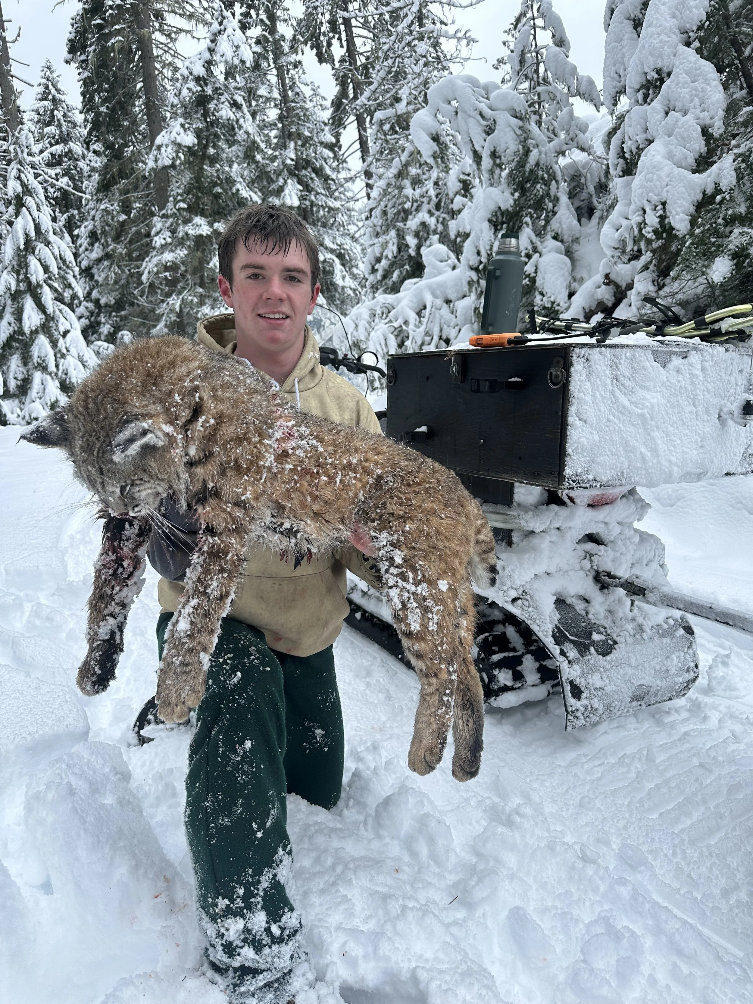A young man in a beige hoodie and green pants kneeling in the snow, holding a large snow-covered bobcat in a snowy forest with snow-covered trees in the background. There is a tracked snow vehicle with tools and containers behind him.