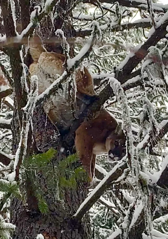 A dog is lying on a tree branch surrounded by snow-covered branches in a snowy forest.