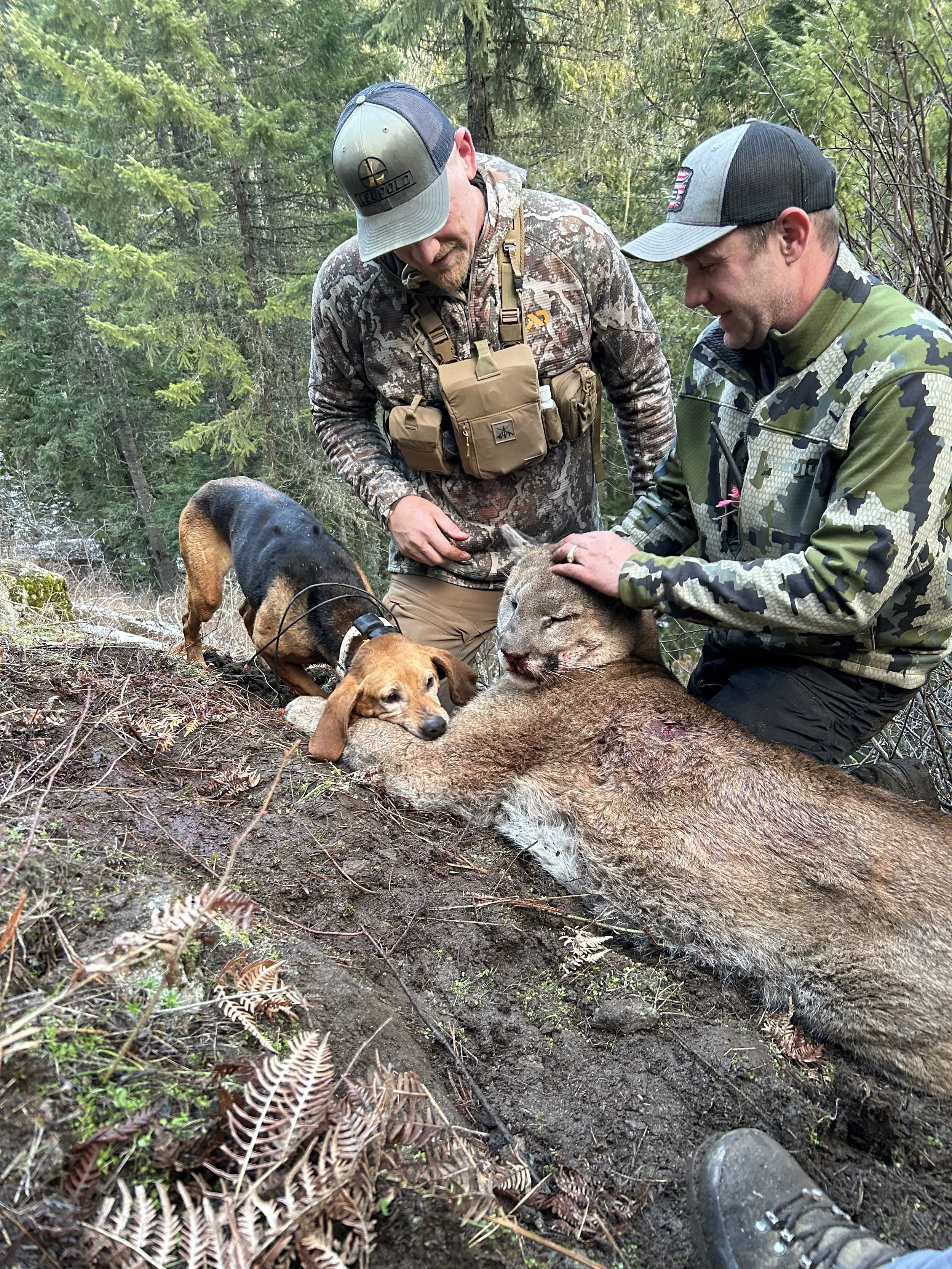 Two hunters and a dog field-dressing a mountain lion in a forested area.