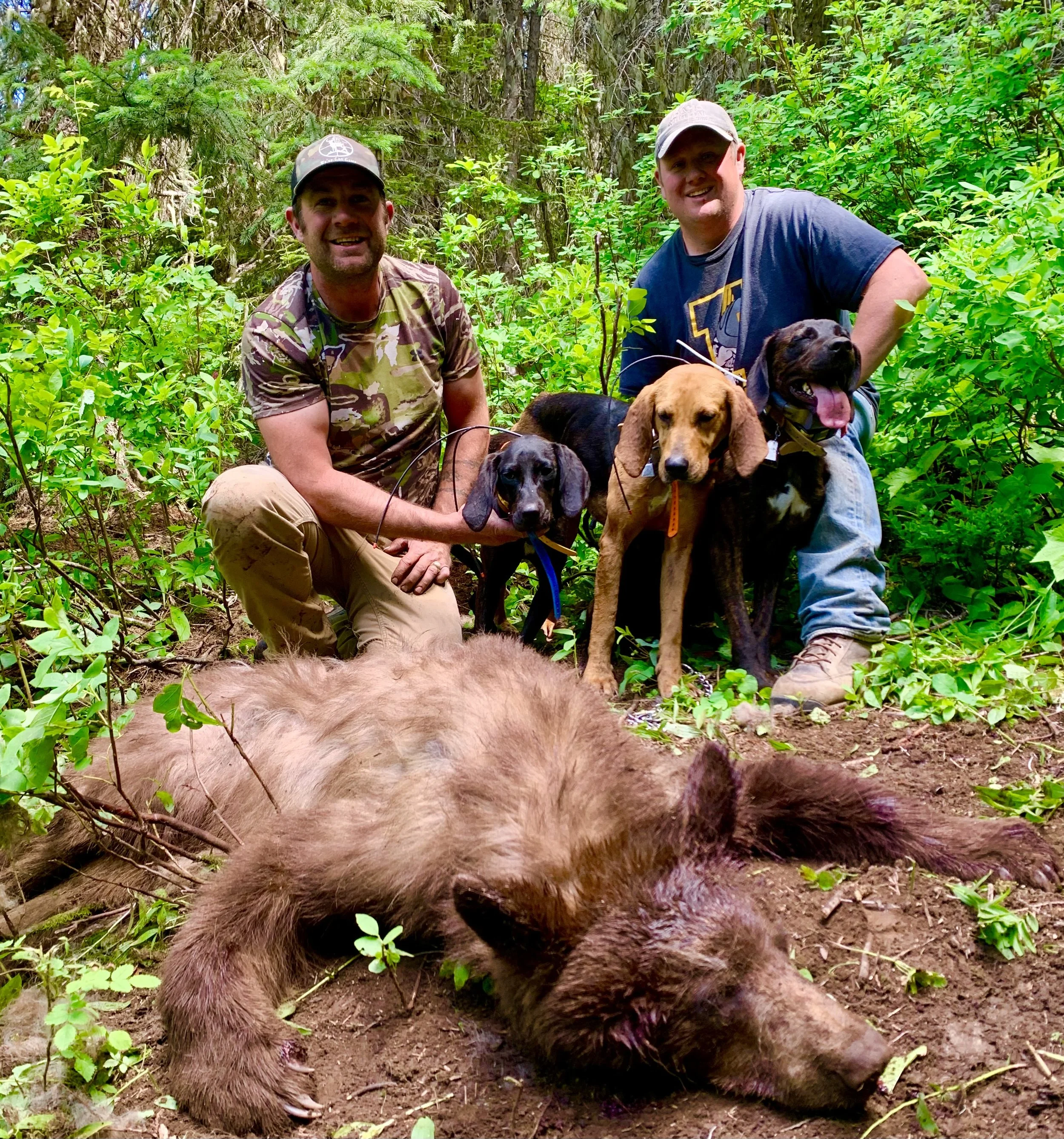 Two men with hunting dogs and a bear carcass in a dense forest.