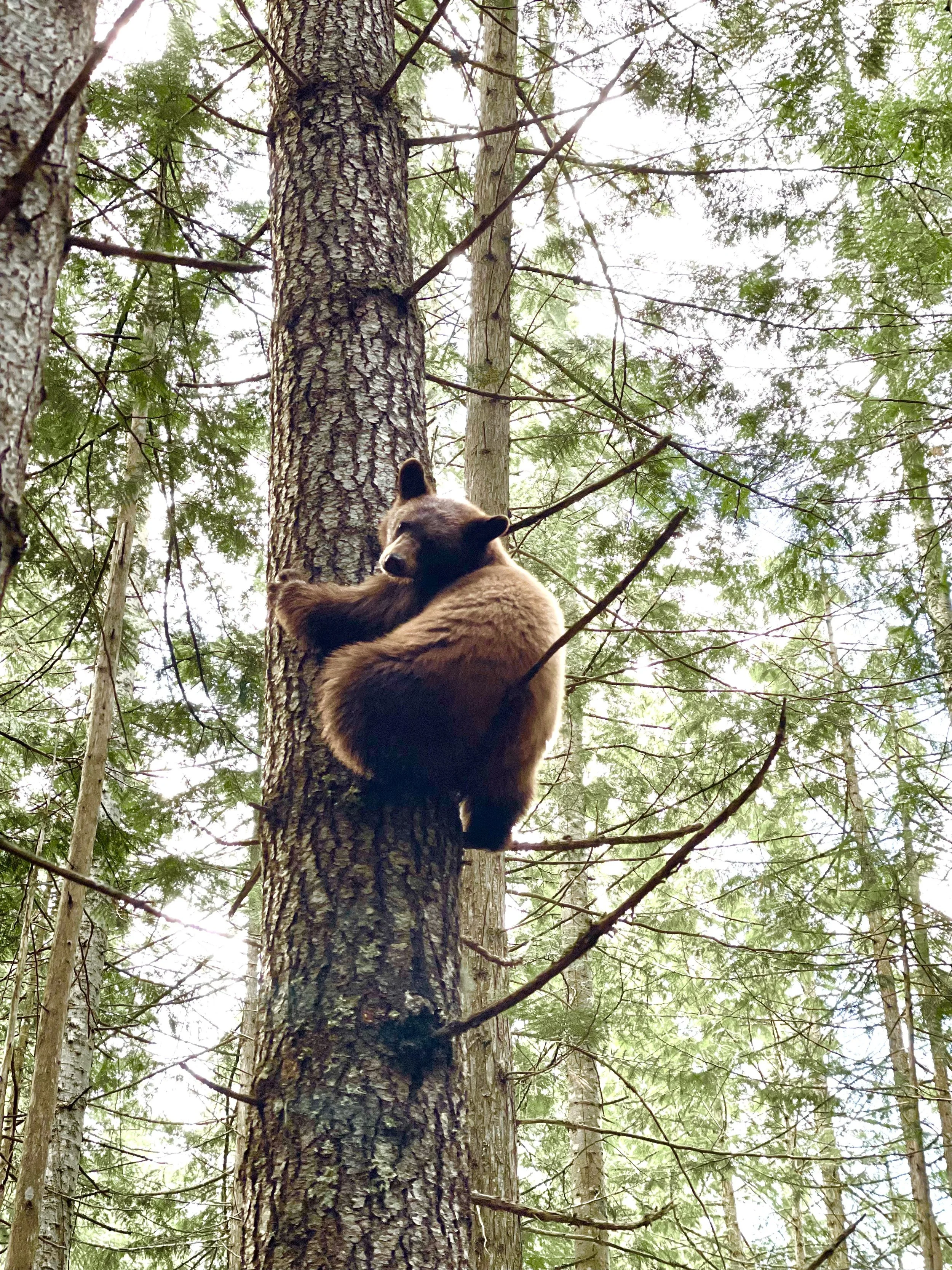 A brown bear cub climbing a tall tree with a background of green leafy branches.