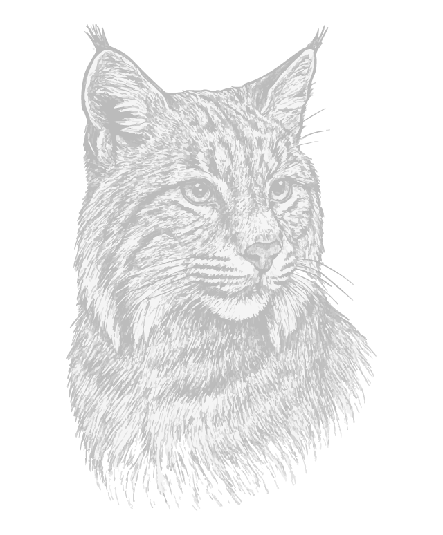 Black and white illustration of a bobcat with detailed fur and piercing eyes on a black background.