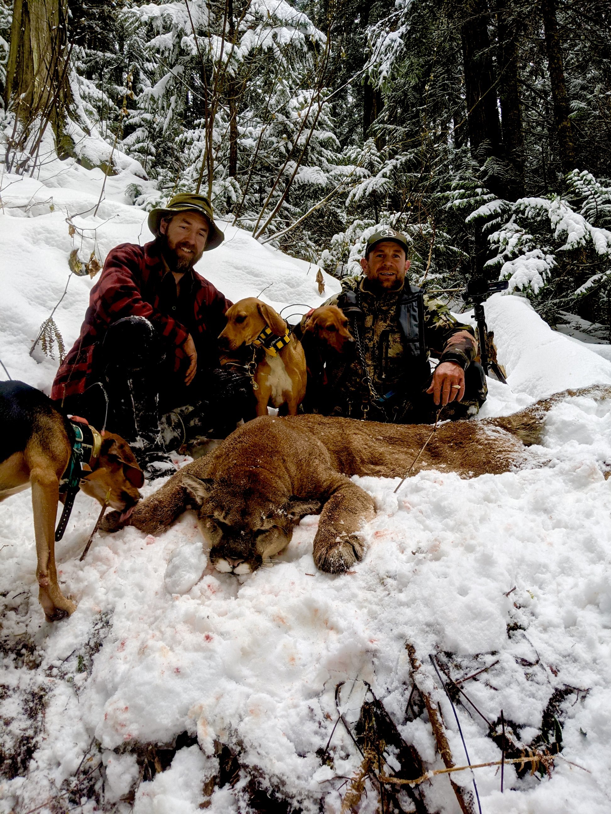 Two men with hunting dogs pose behind a dead mountain lion in a snowy forest.