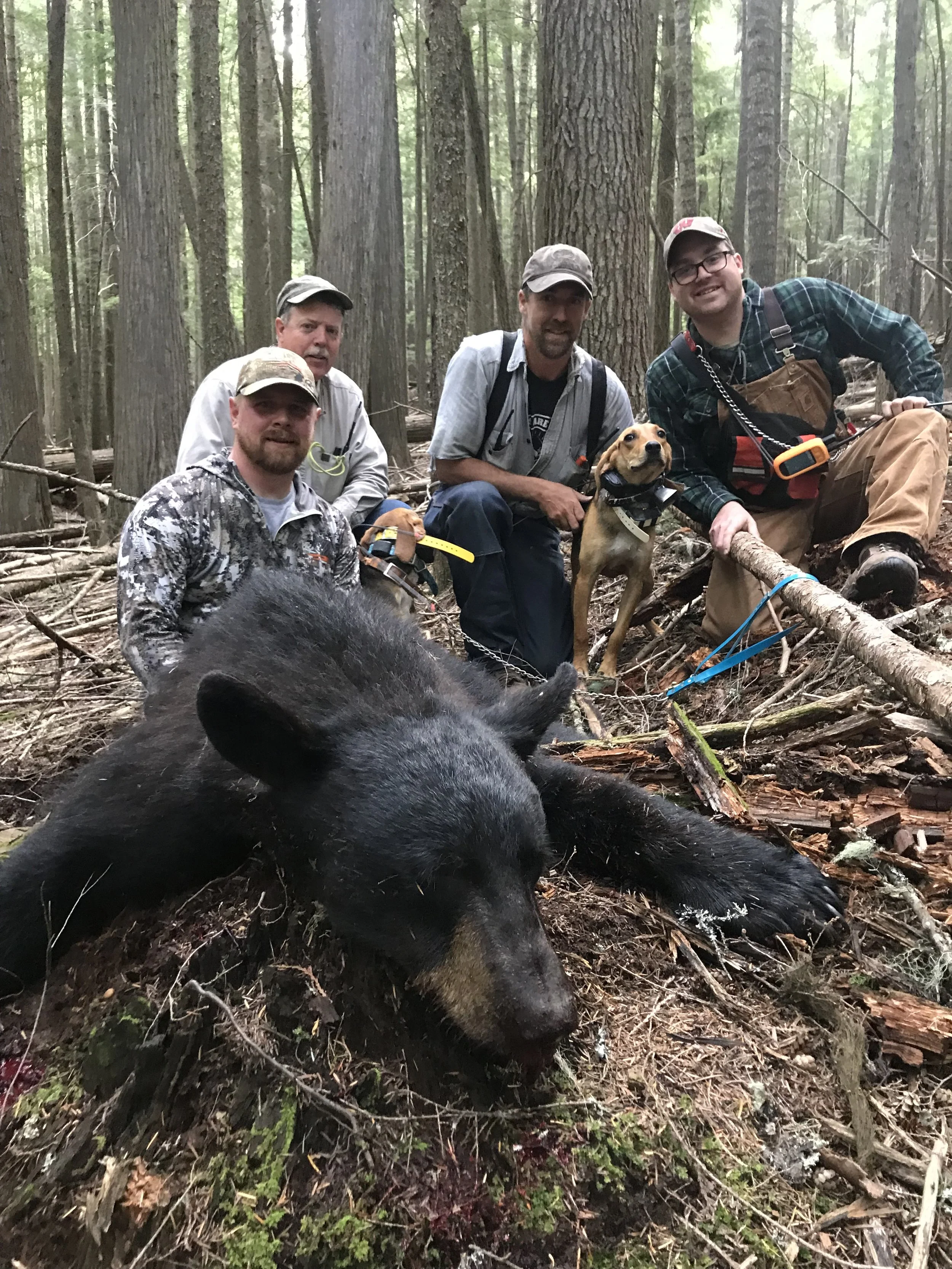 Four men and two dogs in a forested area with a recently hunted wild boar lying on the ground in front of them.