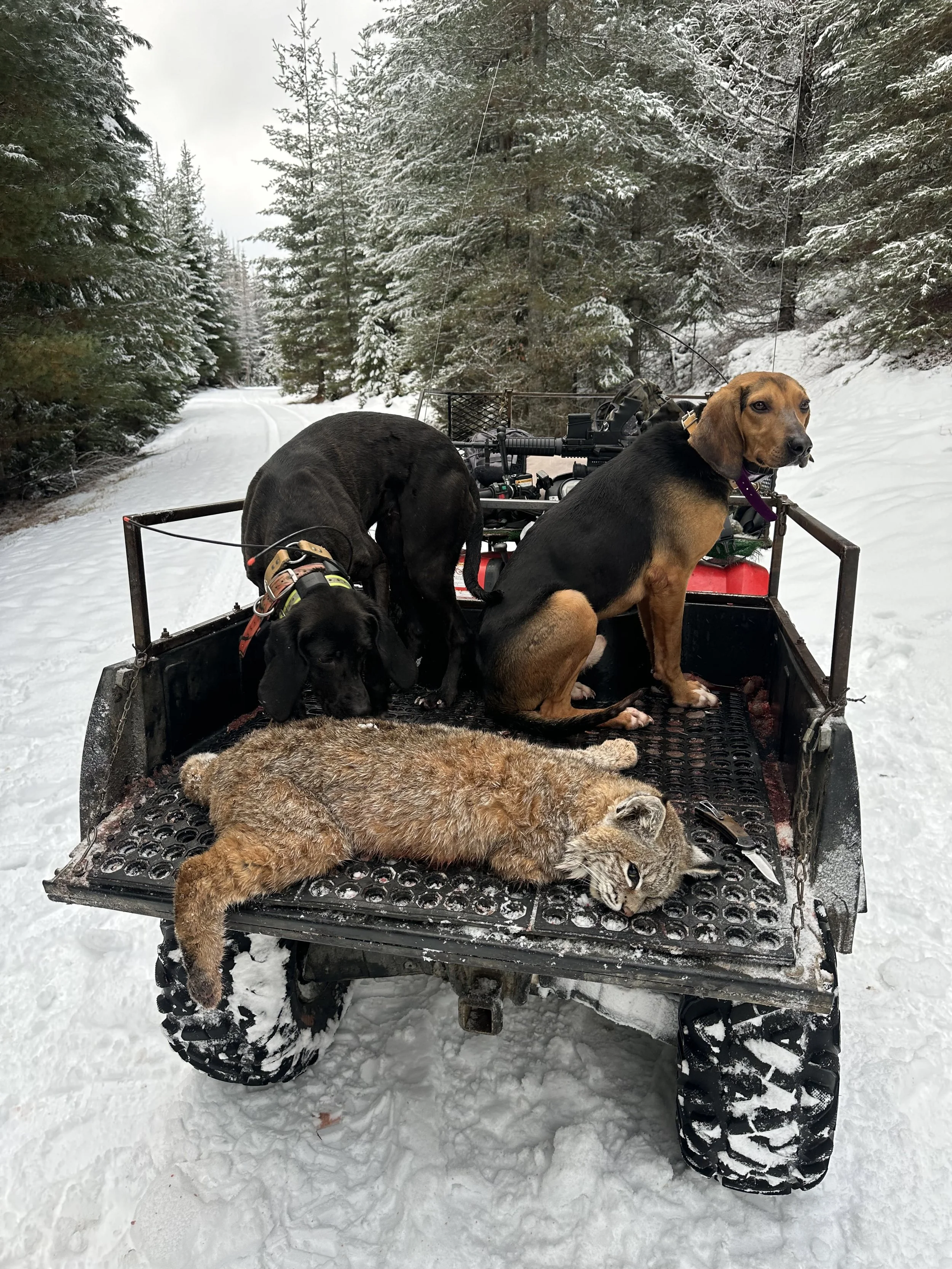 Three animals sitting on a snow-covered ATV in a forest: a black dog, a tan and black dog, and a smoking tabby cat lying on the ATV bed.