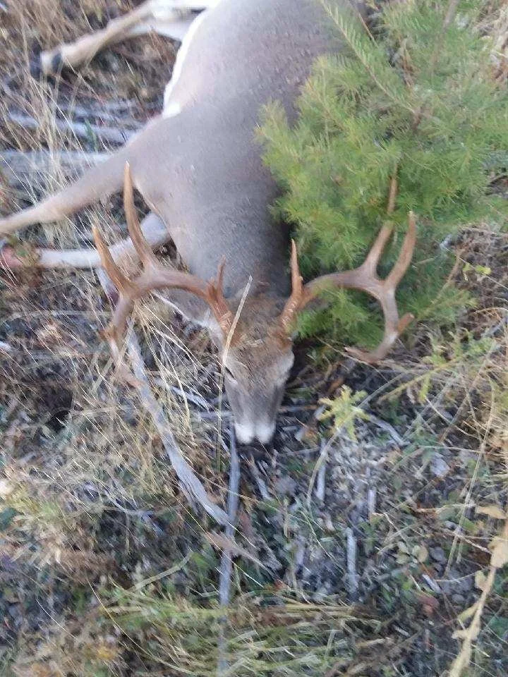 A deer with antlers lying on the ground among grass and small bushes.