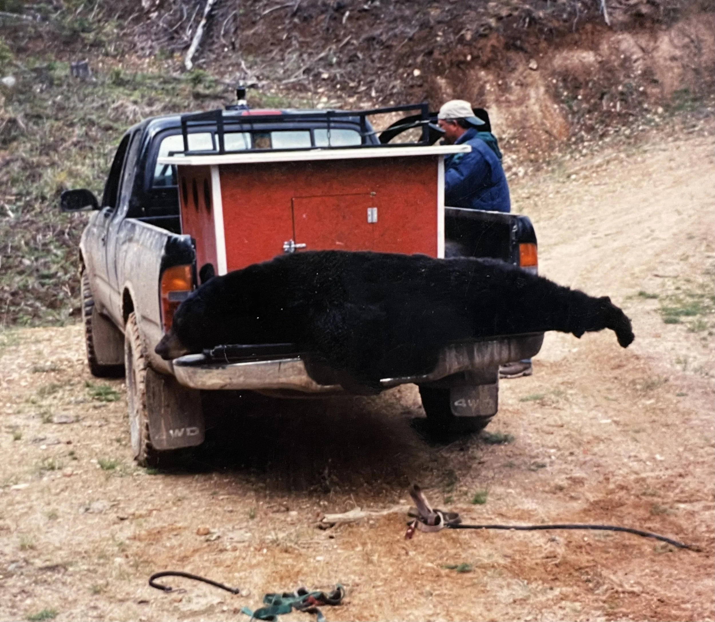 A man in outdoor clothing stands behind a black pickup truck with a large black bear laying across its tailgate, secured with straps. The truck is on a dirt path in a forested area.