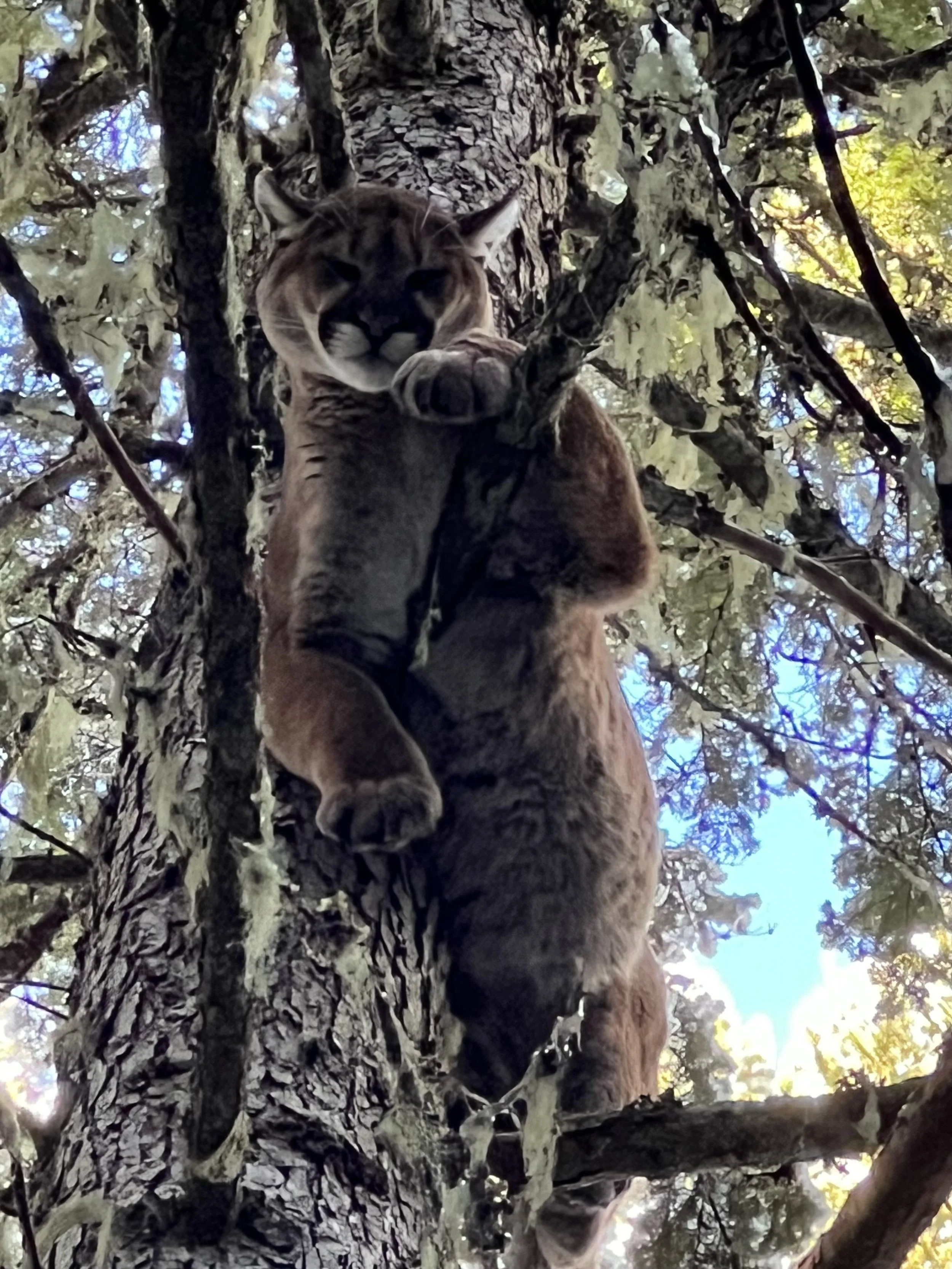 A mountain lion climbing a tree, looking down toward the camera.