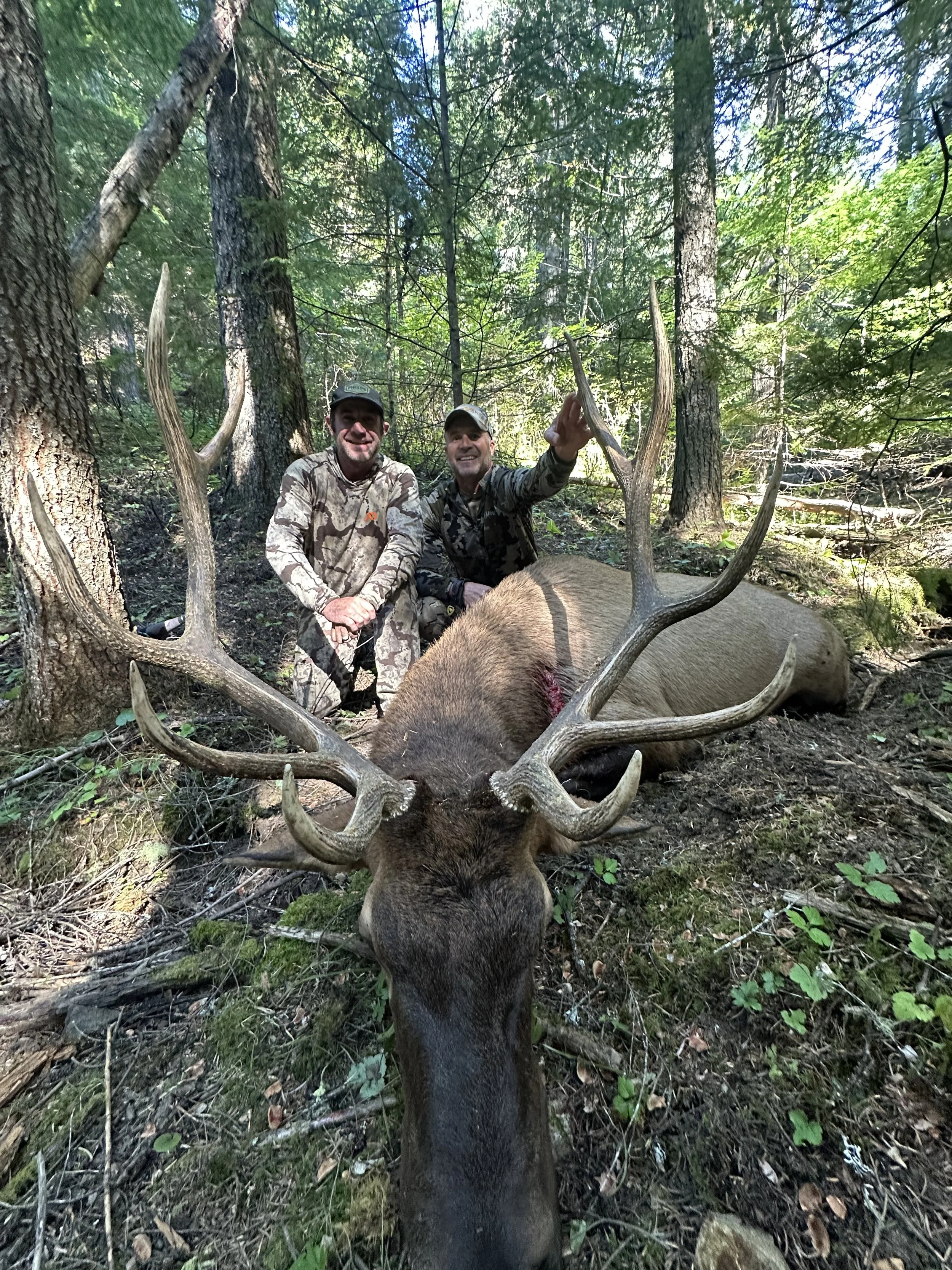 Two hunters kneeling next to a large harvested elk with impressive antlers in a forest