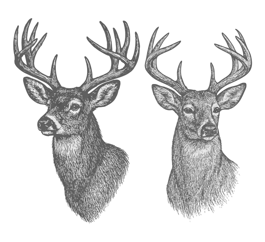 Two detailed black-and-white illustrations of a whitetail deer head and a mule deer head with large antlers on a black background.