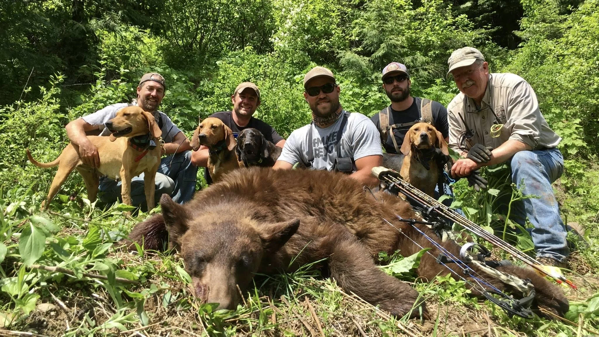 Group of five men with six dogs and a big bear carcass in a forested area.