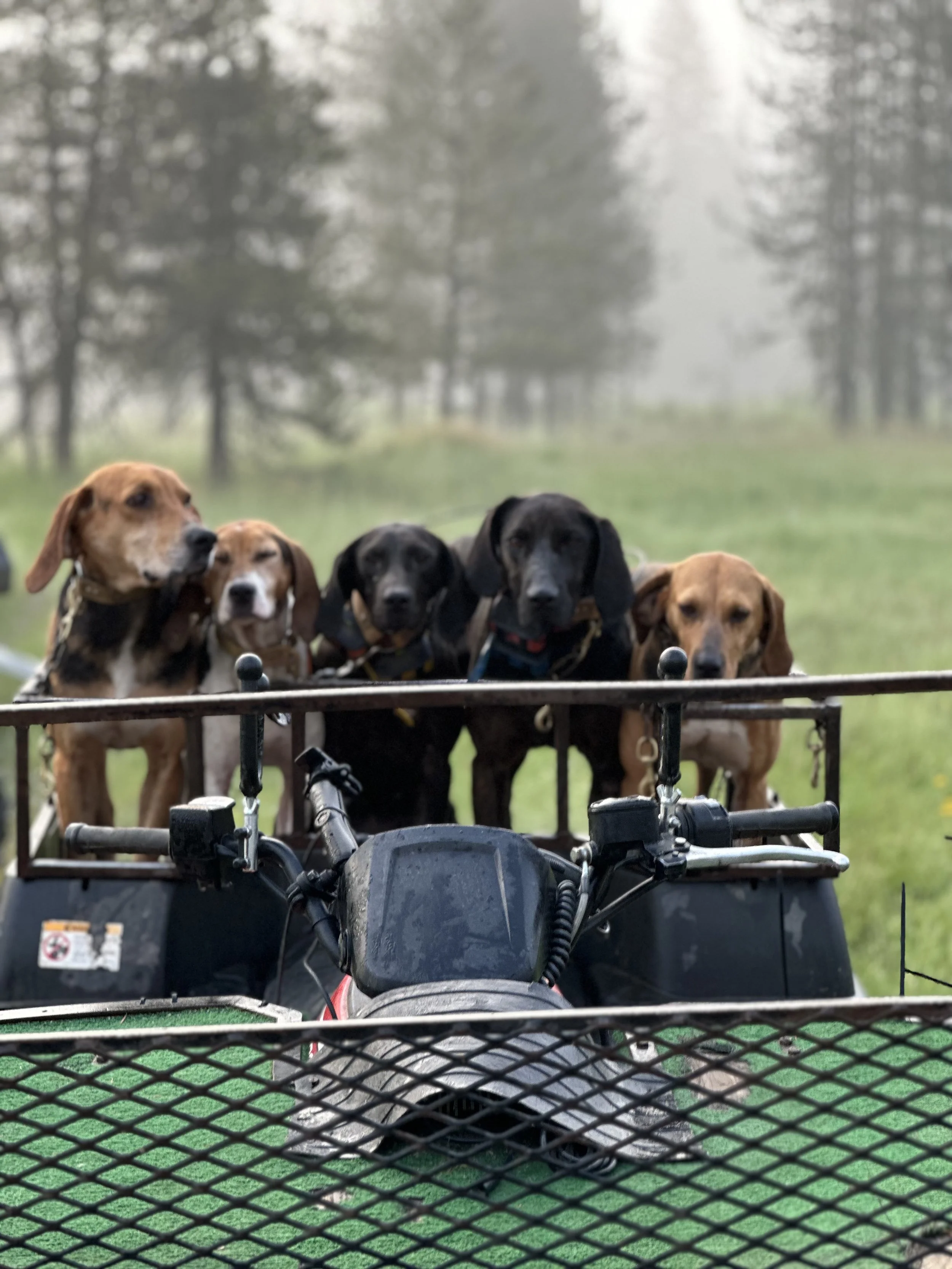 Six dogs, mostly black with two brown, sitting on a vehicle with a metal railing in a grassy field with trees in the background.