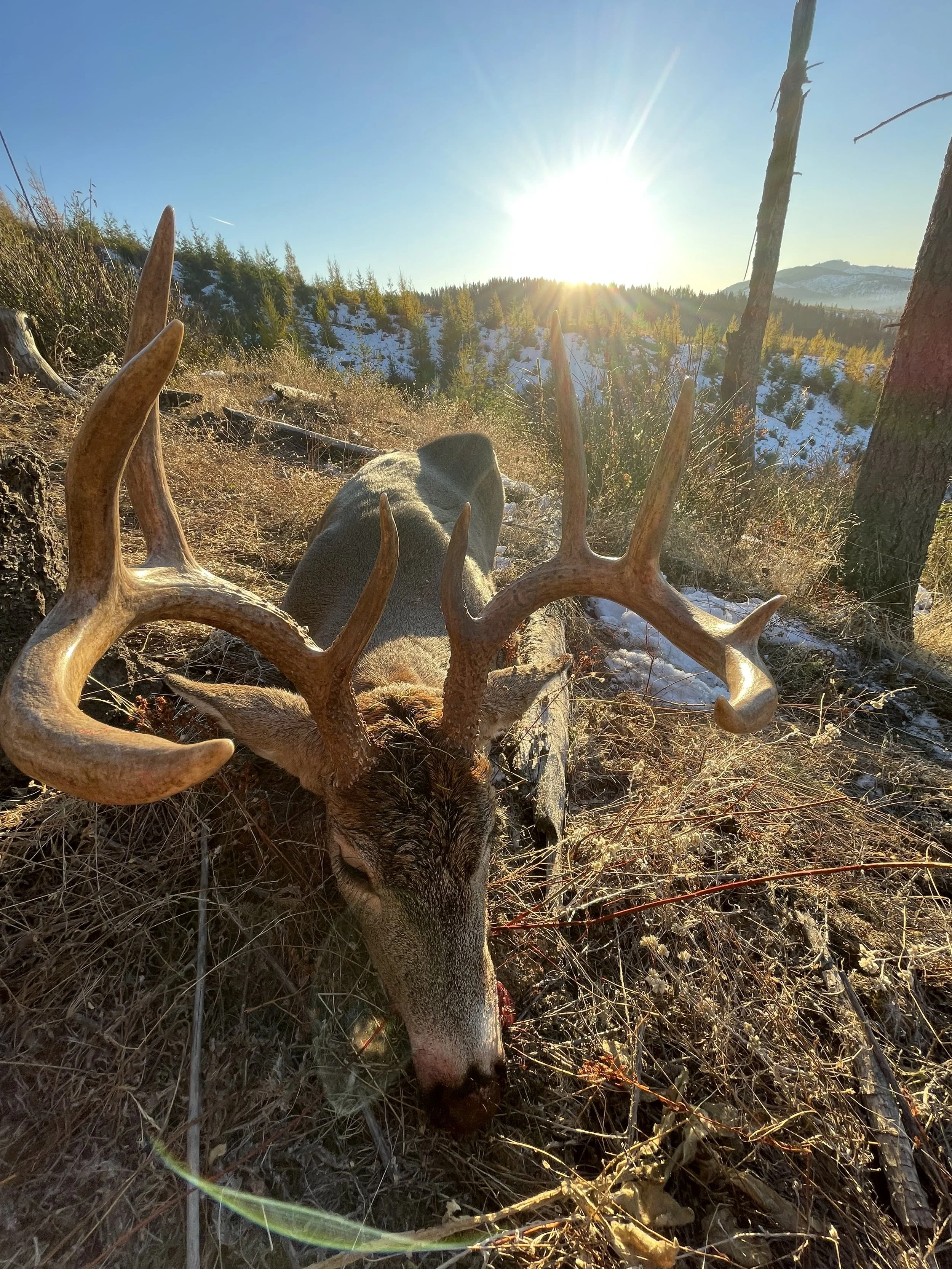 A dead deer with large antlers lying on the ground in a forest with snow, grass, trees, and a setting sun in the background.