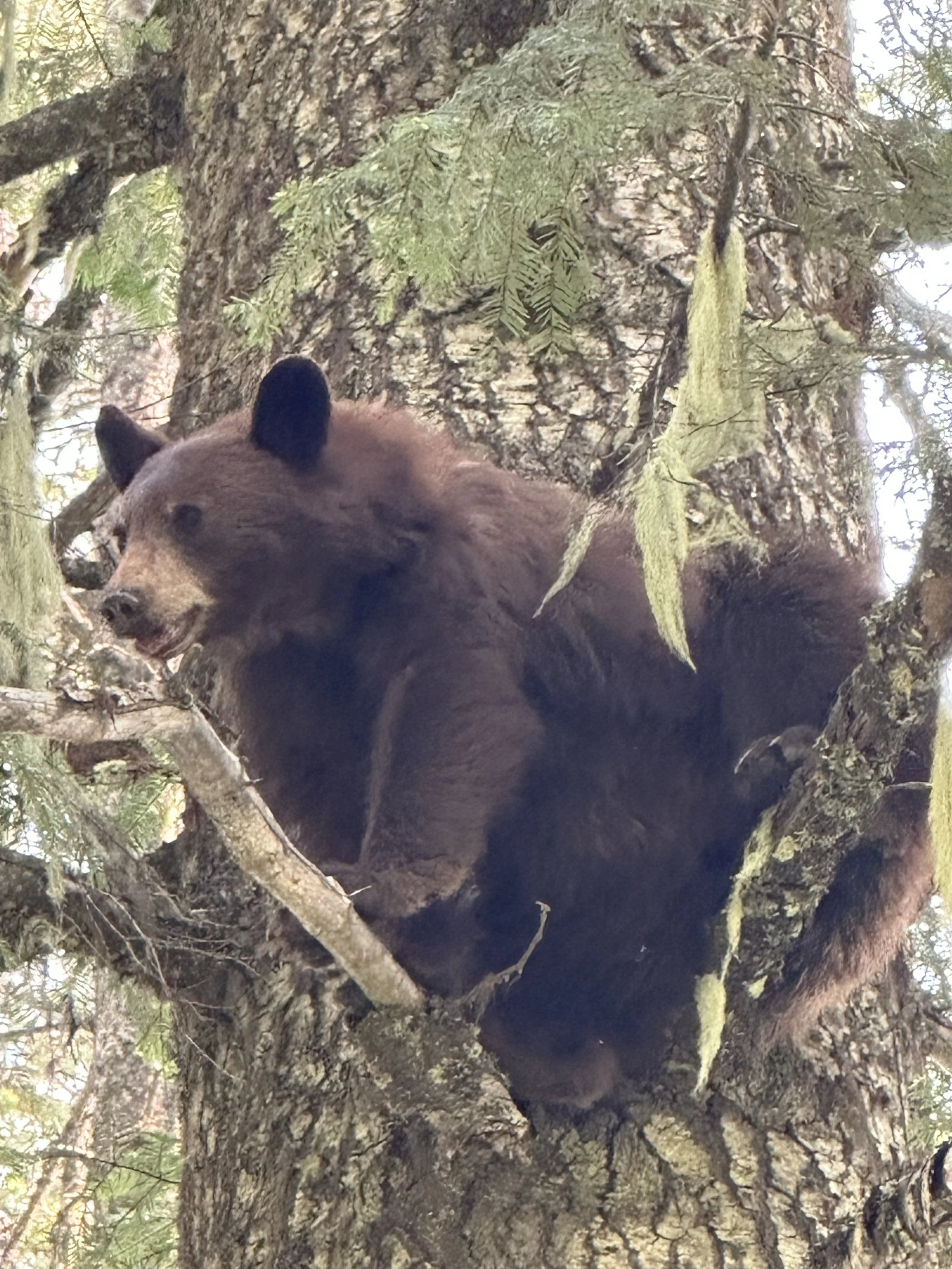 A brown bear is resting on a branch in a tree, surrounded by the tree's bark and green foliage.
