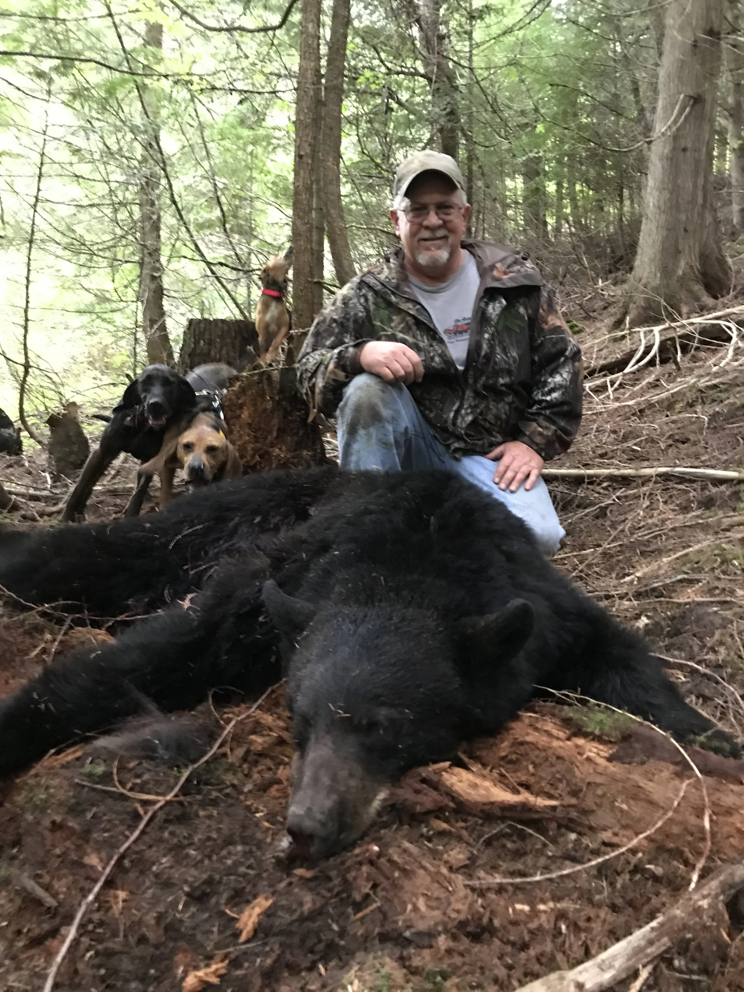 A man kneeling in a forest with a black bear that appears to be deceased, several hunting dogs, and a dog standing on a tree stump.