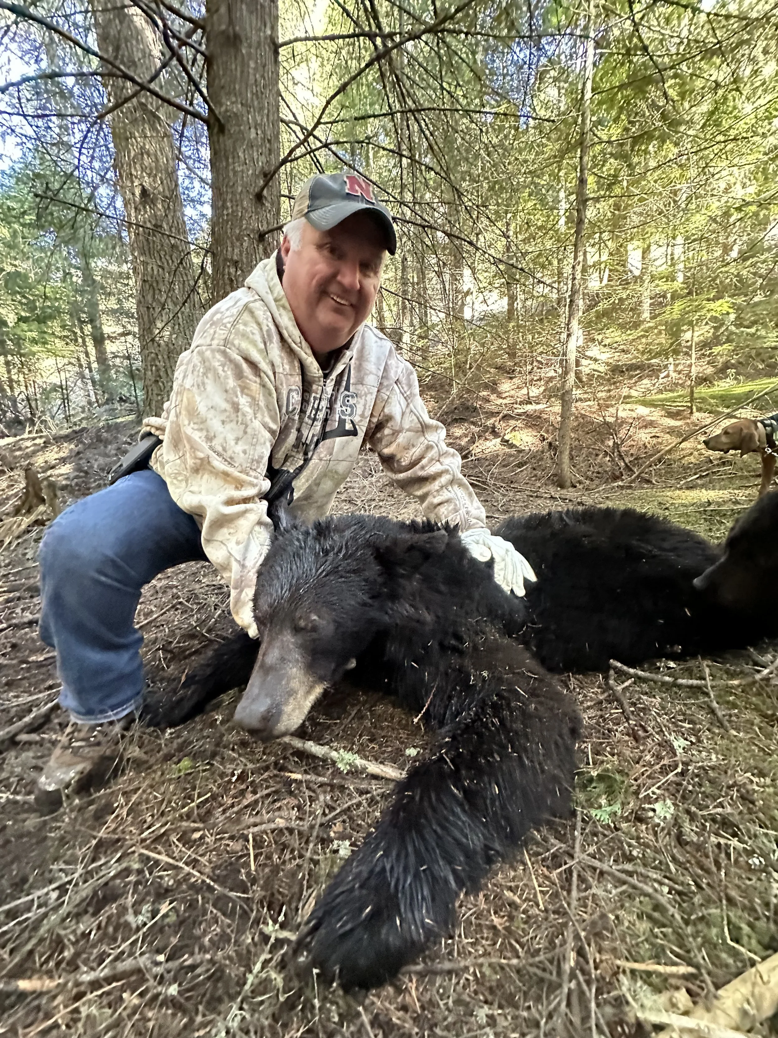 A man kneeling in a forested area next to a large, dead black bear with a GPS collar on its neck. The man is smiling and wearing a camouflage jacket, blue jeans, gloves, and a baseball cap.