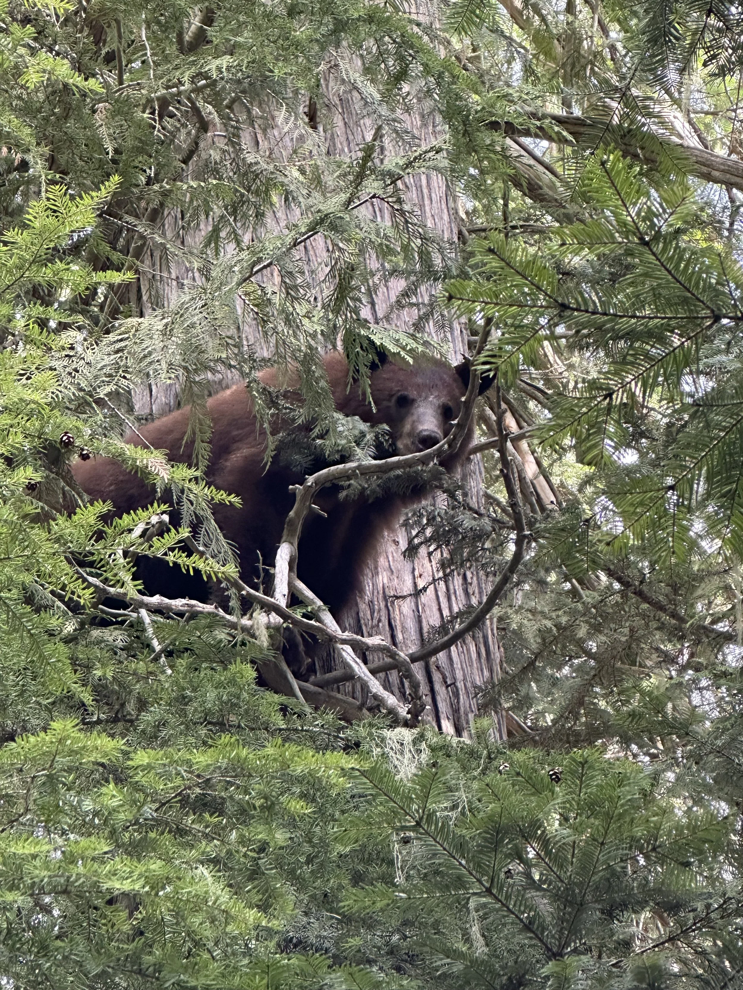 A bear cub peering through the branches of a tree surrounded by dense green foliage.