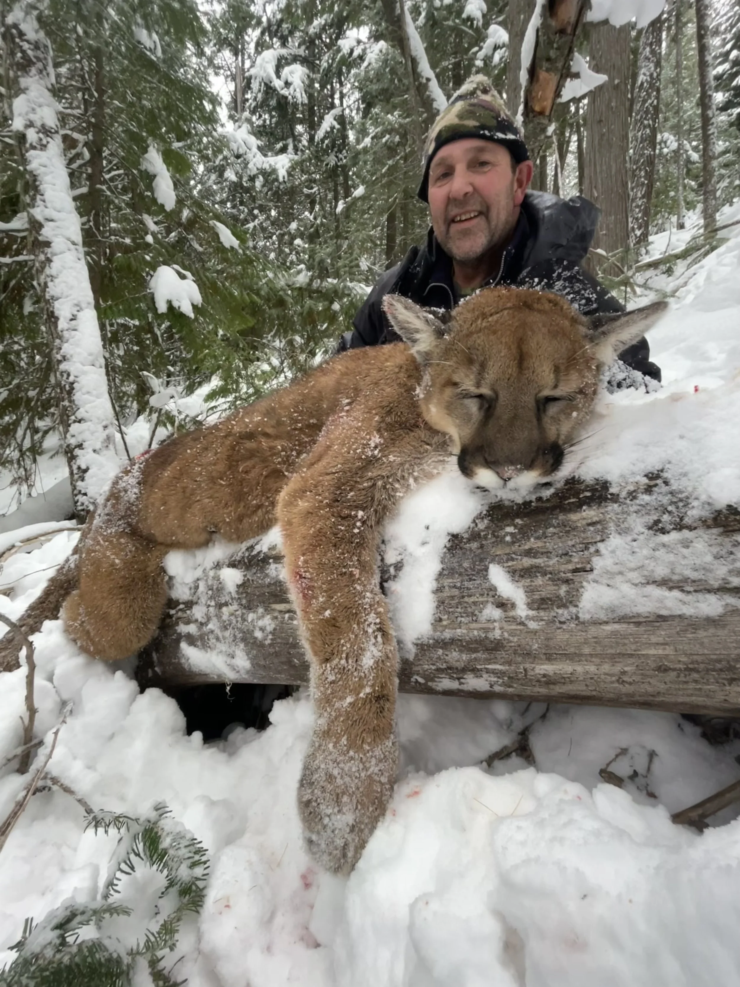 A man in a winter jacket and hat kneels behind a mountain lion cub lying on a snow-covered log in a snowy forest.
