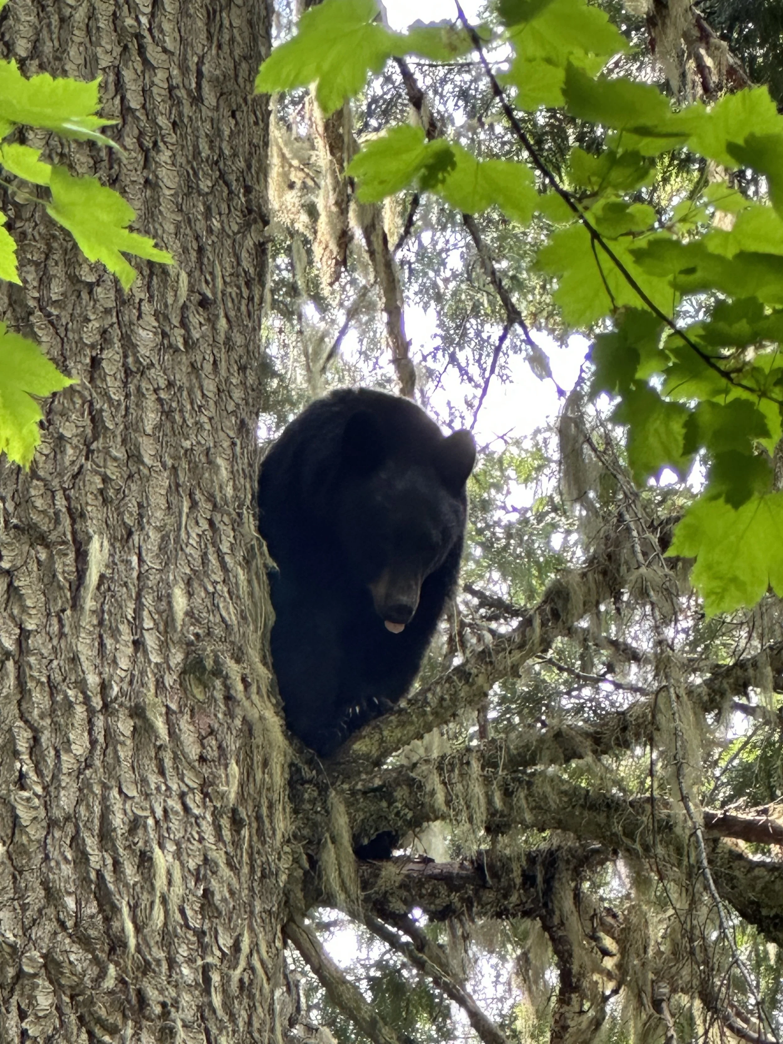 A black bear sitting on a branch high in a tall tree with green leaves surrounding it.