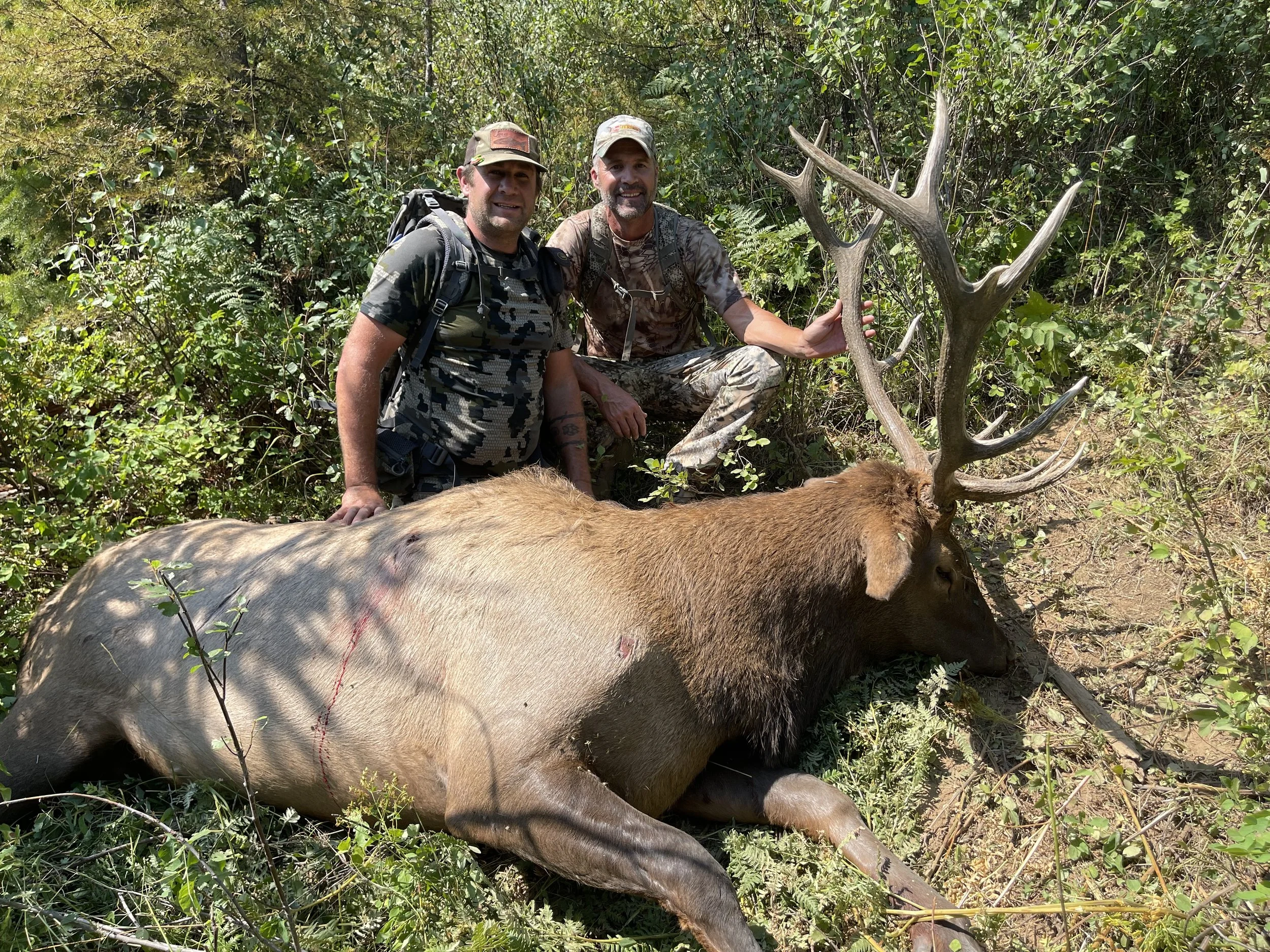 Two hunters kneeling next to a large elk with big antlers lying on the ground in a forested area.
