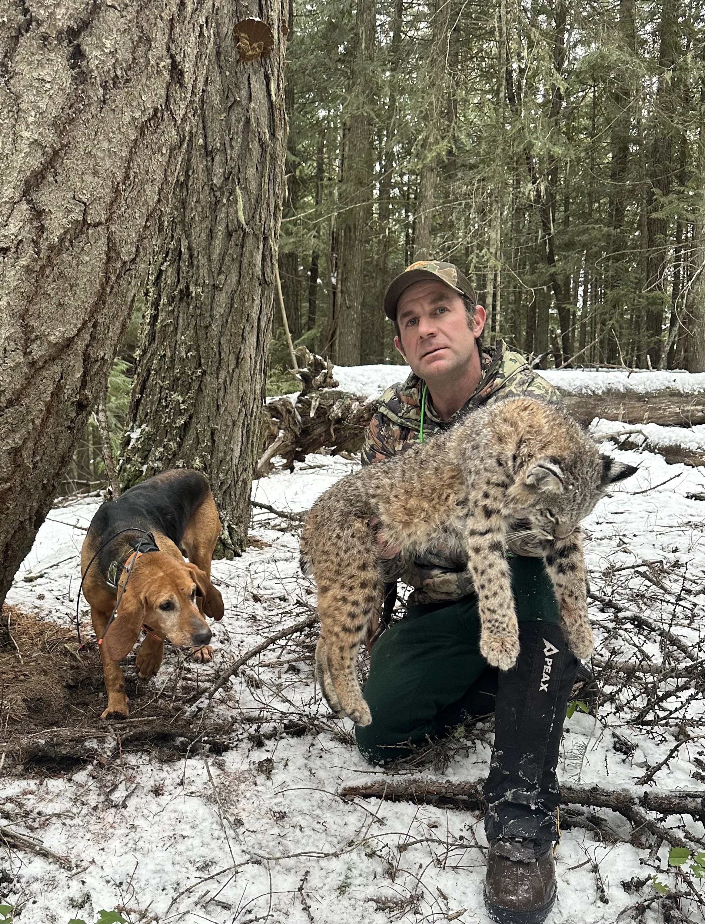 A man in camouflage clothing kneels on snow-covered ground in a forest, holding a dead young wildcat. A brown dog on a leash stands nearby, sniffing the snow and looking to the side.