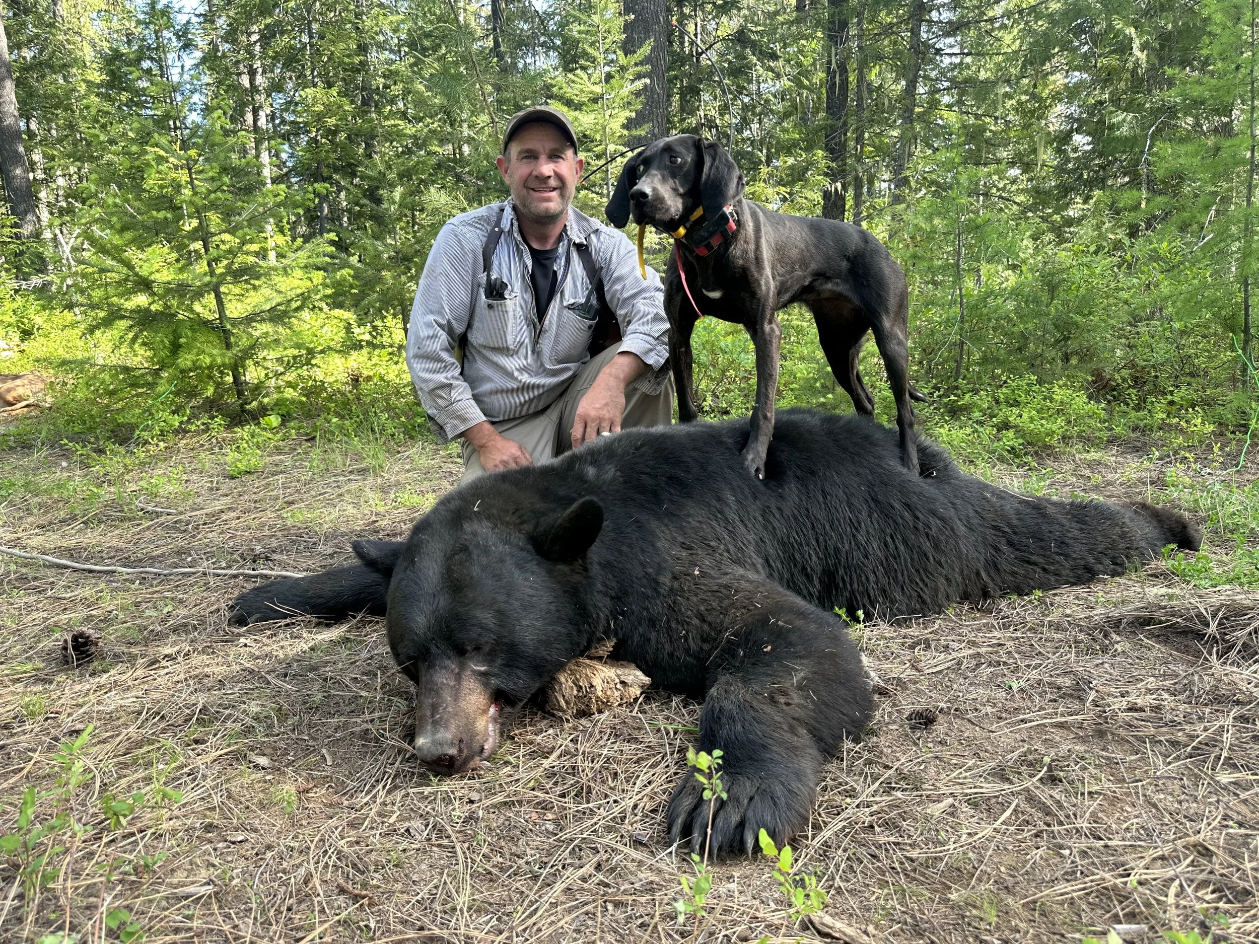 A man kneeling in a forest next to a large black bear carcass lying on the ground, with two dogs standing on the bear.