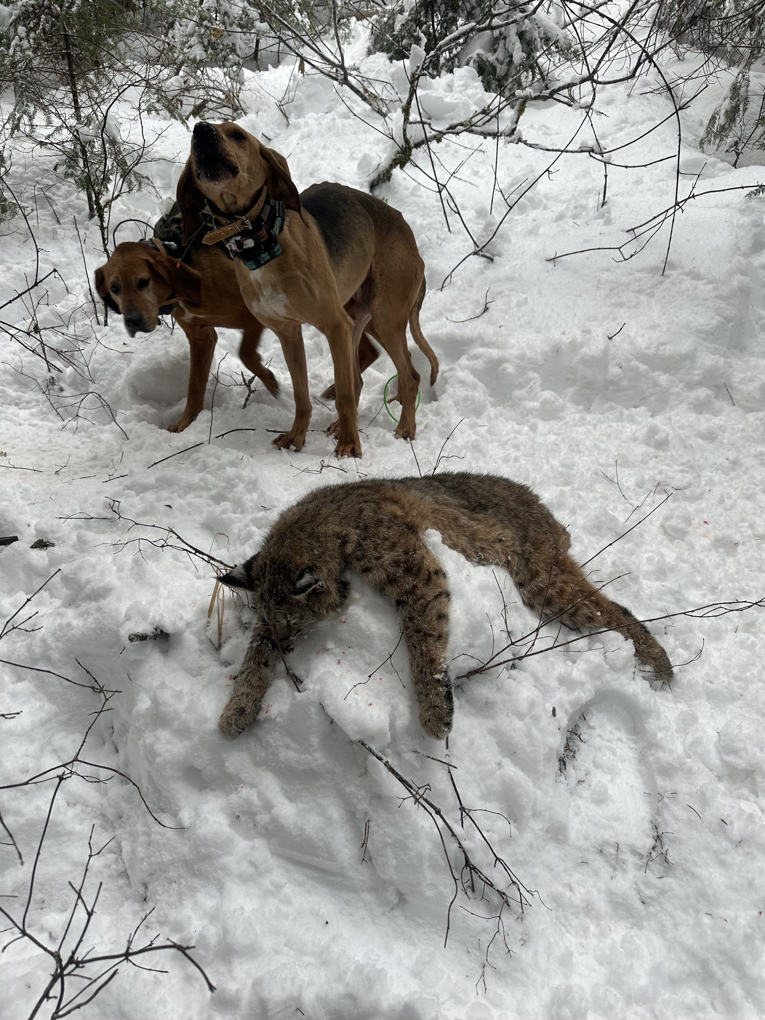 Two dogs and a bobcat in a snowy outdoor setting with snow-covered trees and branches.