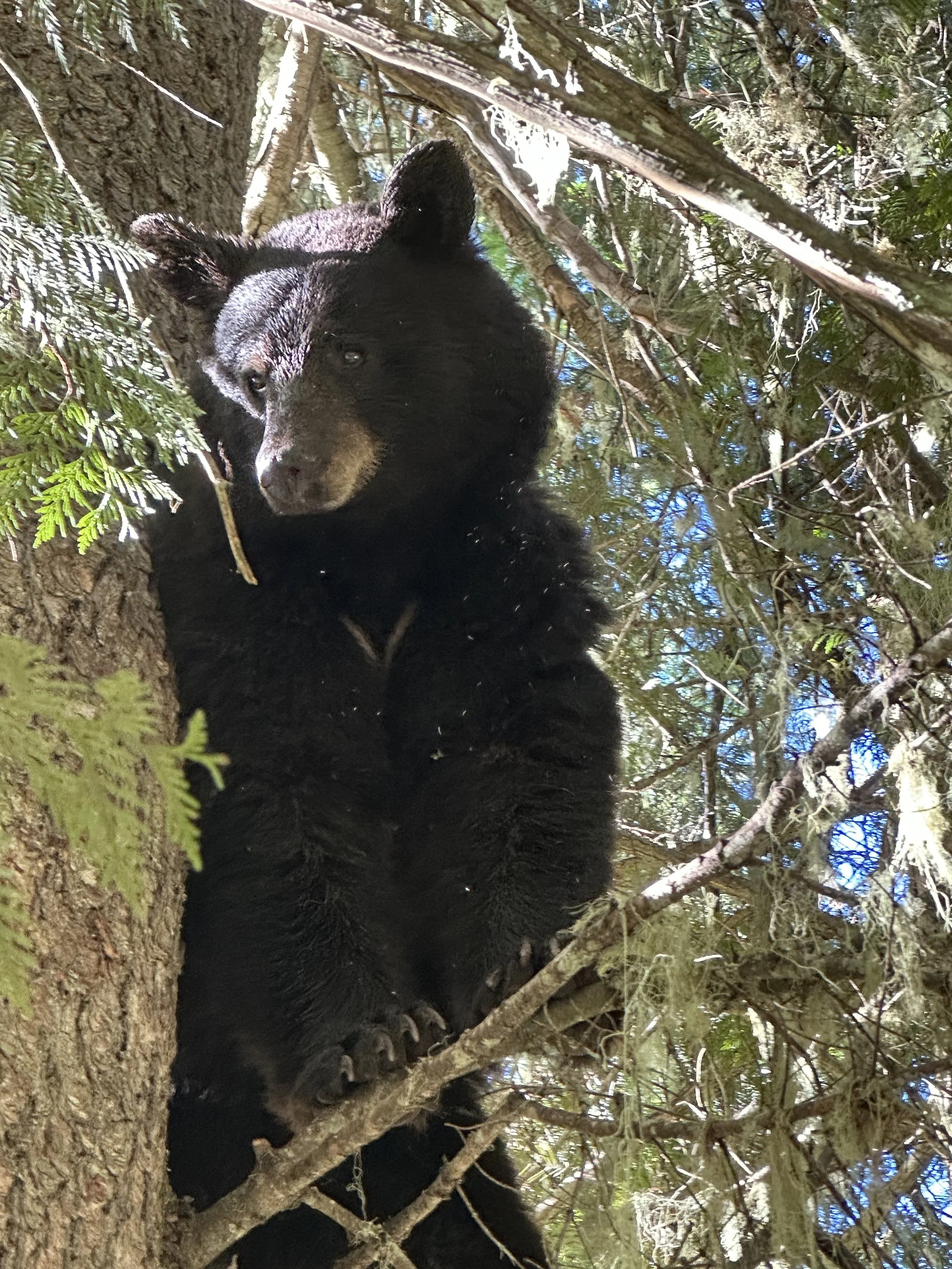 A black bear cub perched in a tree among branches and green foliage, looking downward.
