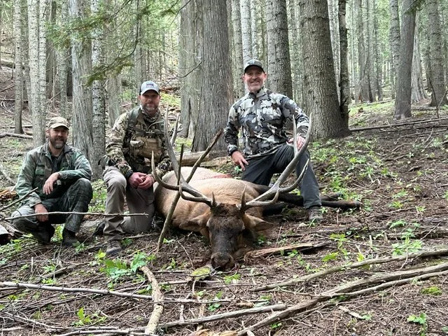 Three men in camouflage clothing kneeling and sitting next to a large harvested elk with impressive antlers in a dense forest.