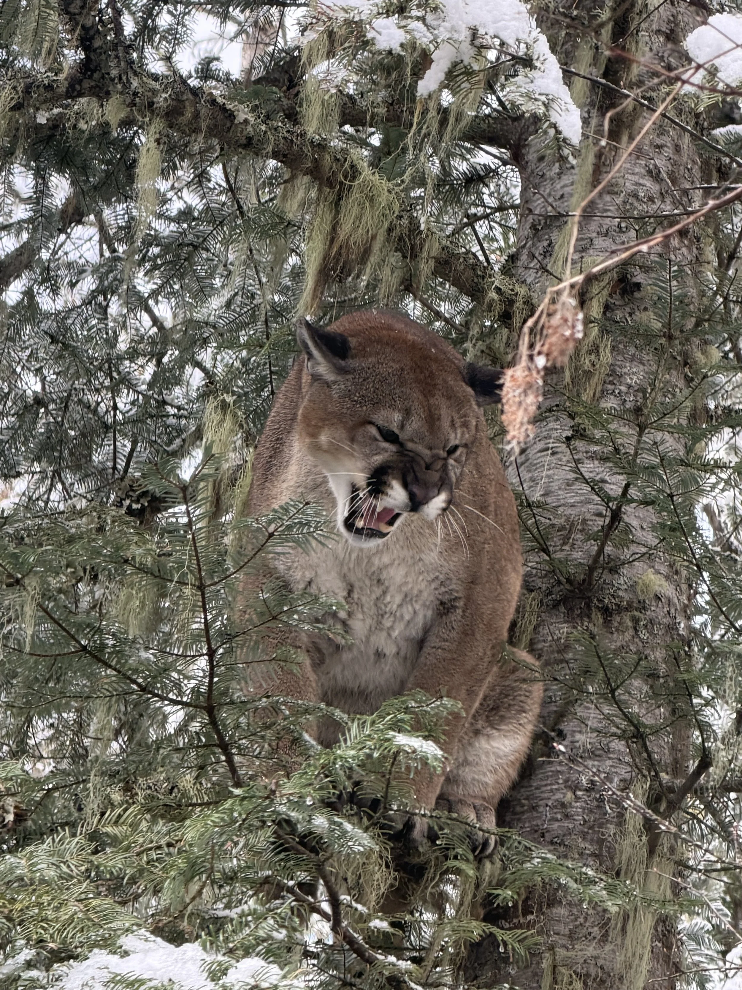 A mountain lion perched on a tree branch, showing its fierce expression with bared teeth amidst snowy foliage.