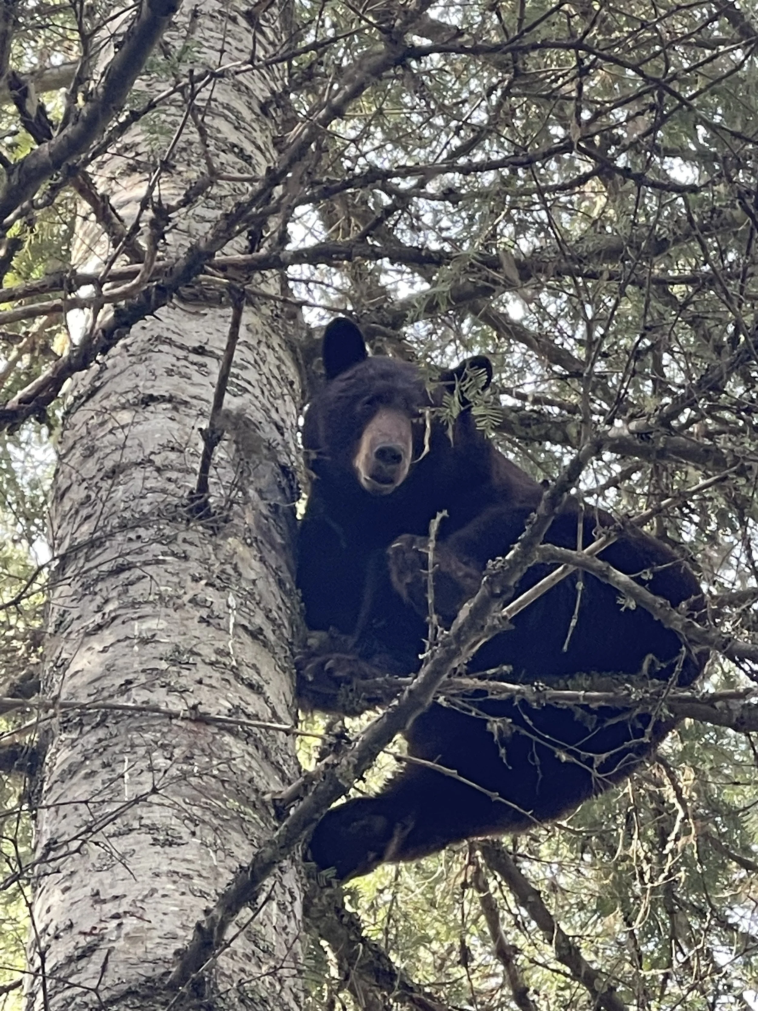 A black bear sitting on a tree branch among the branches and leaves of a tall tree.