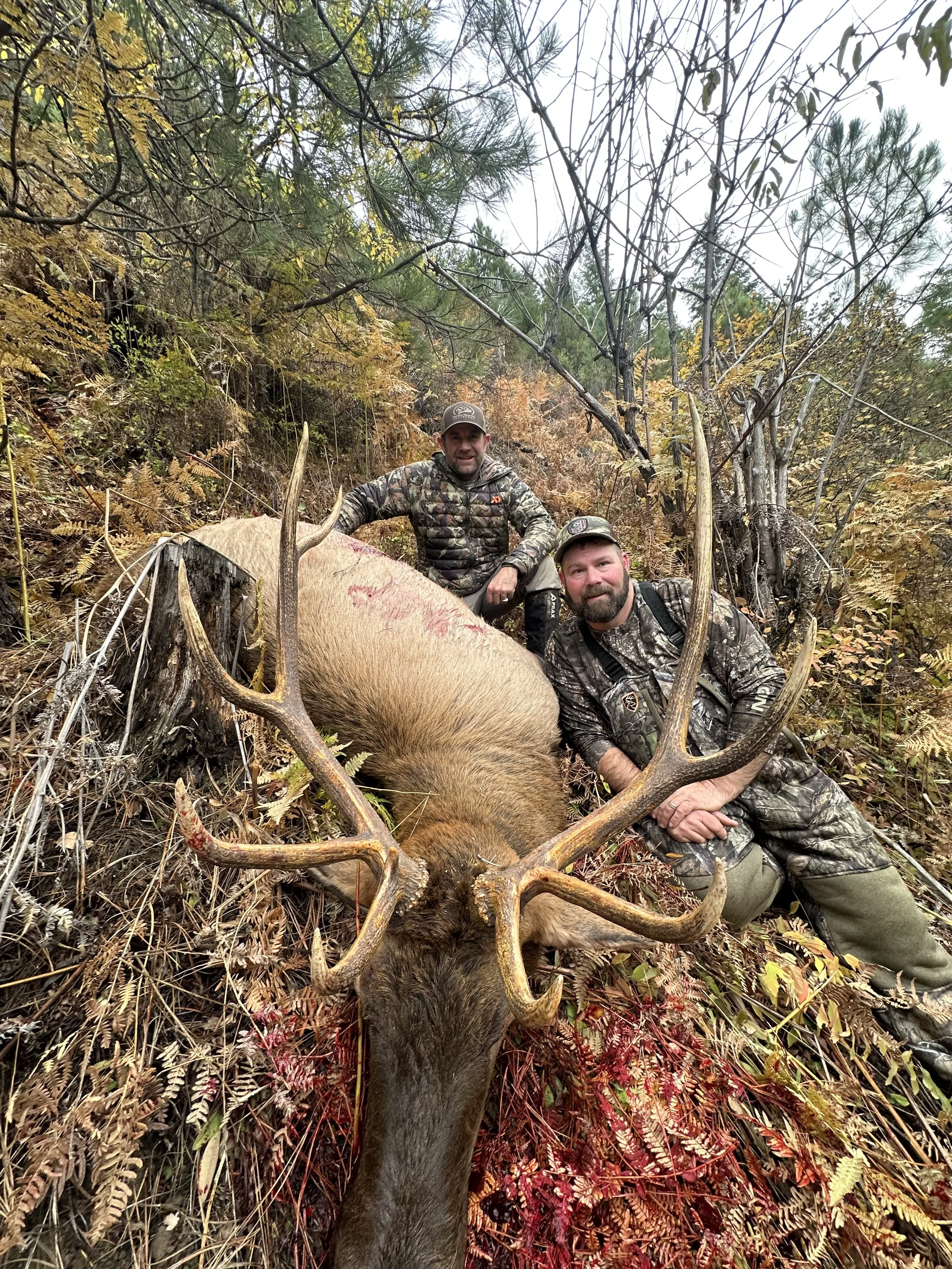 Two hunters posing with a large dead elk in a forest, surrounded by autumn foliage, with one kneeling and one sitting next to the elk, both dressed in camo hunting gear.