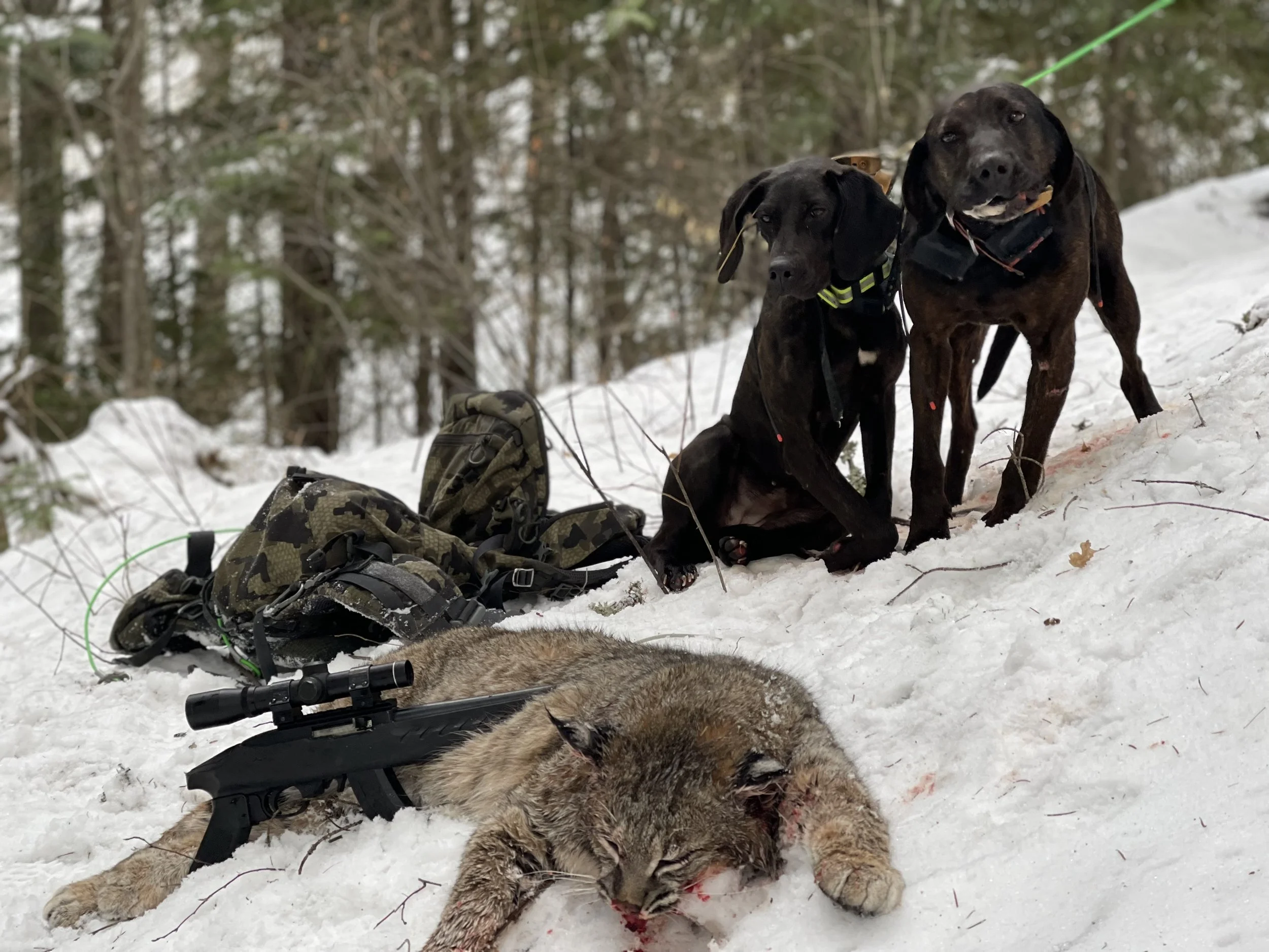 A dead mountain lion with a rifle on its back lying in the snow. Two black dogs sitting and lying beside it in the snow, with a camouflage backpack nearby, in a snowy wooded area.