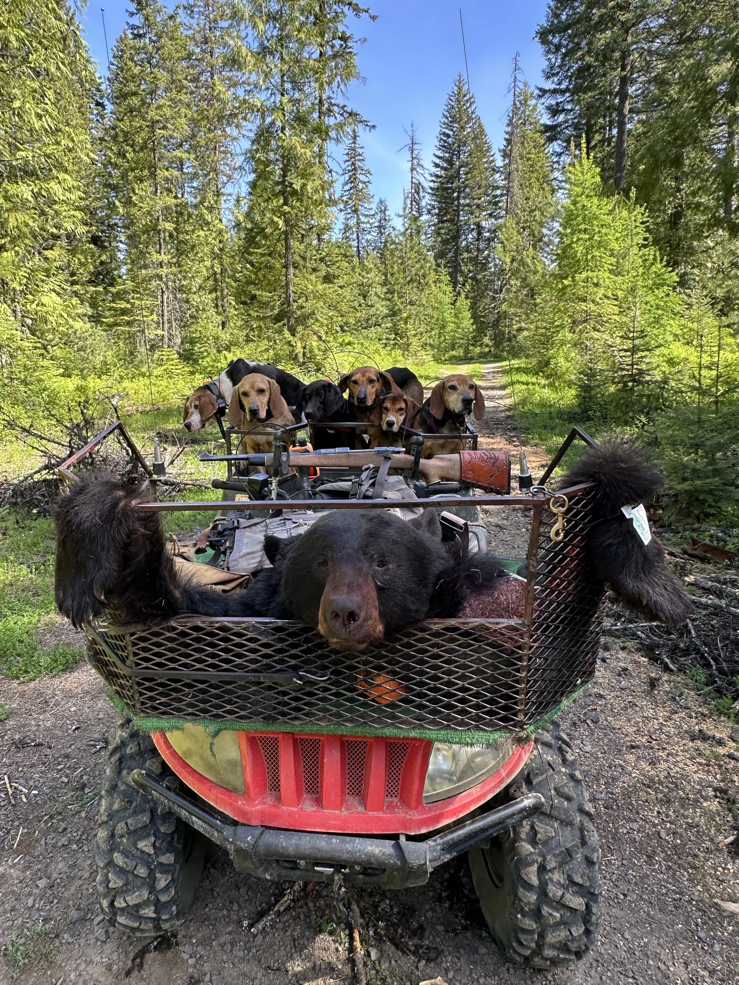 A group of hunting dogs sitting in a forest on an ATV with a bear in a cage on the front.