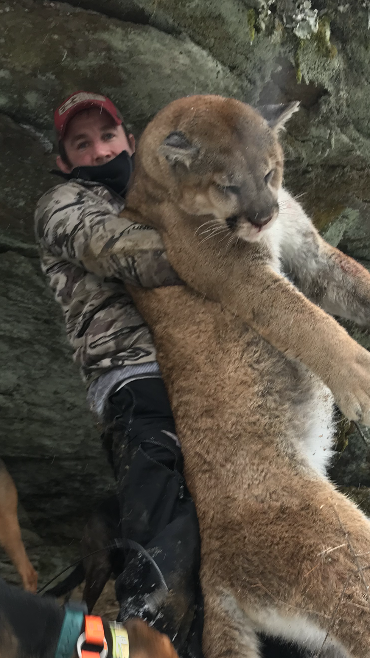 A person holding a large, relaxed mountain lion in a rocky outdoor environment.