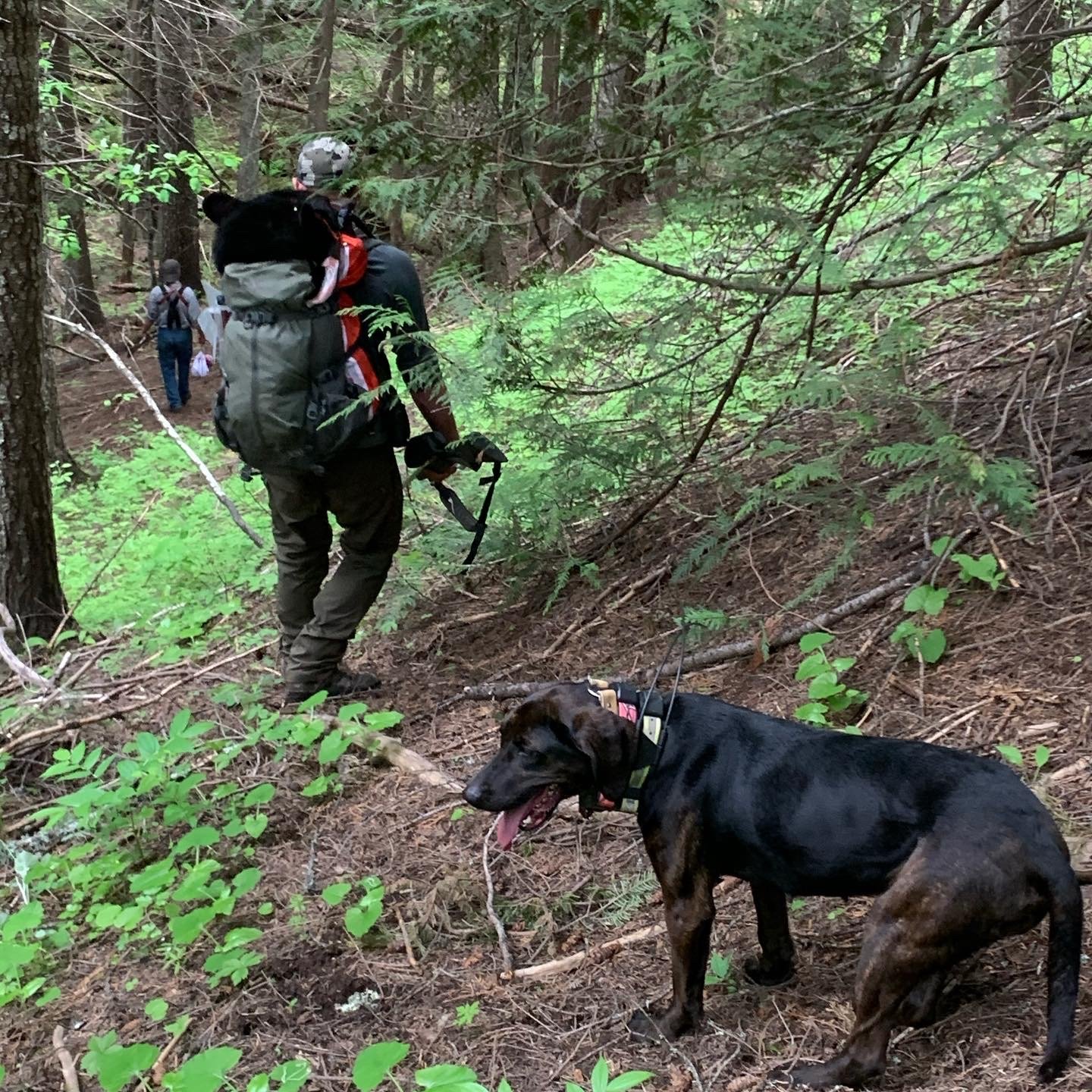 A group of hikers walking on a trail in a forested area, led by a person with a large backpack, accompanied by a black and brown dog.