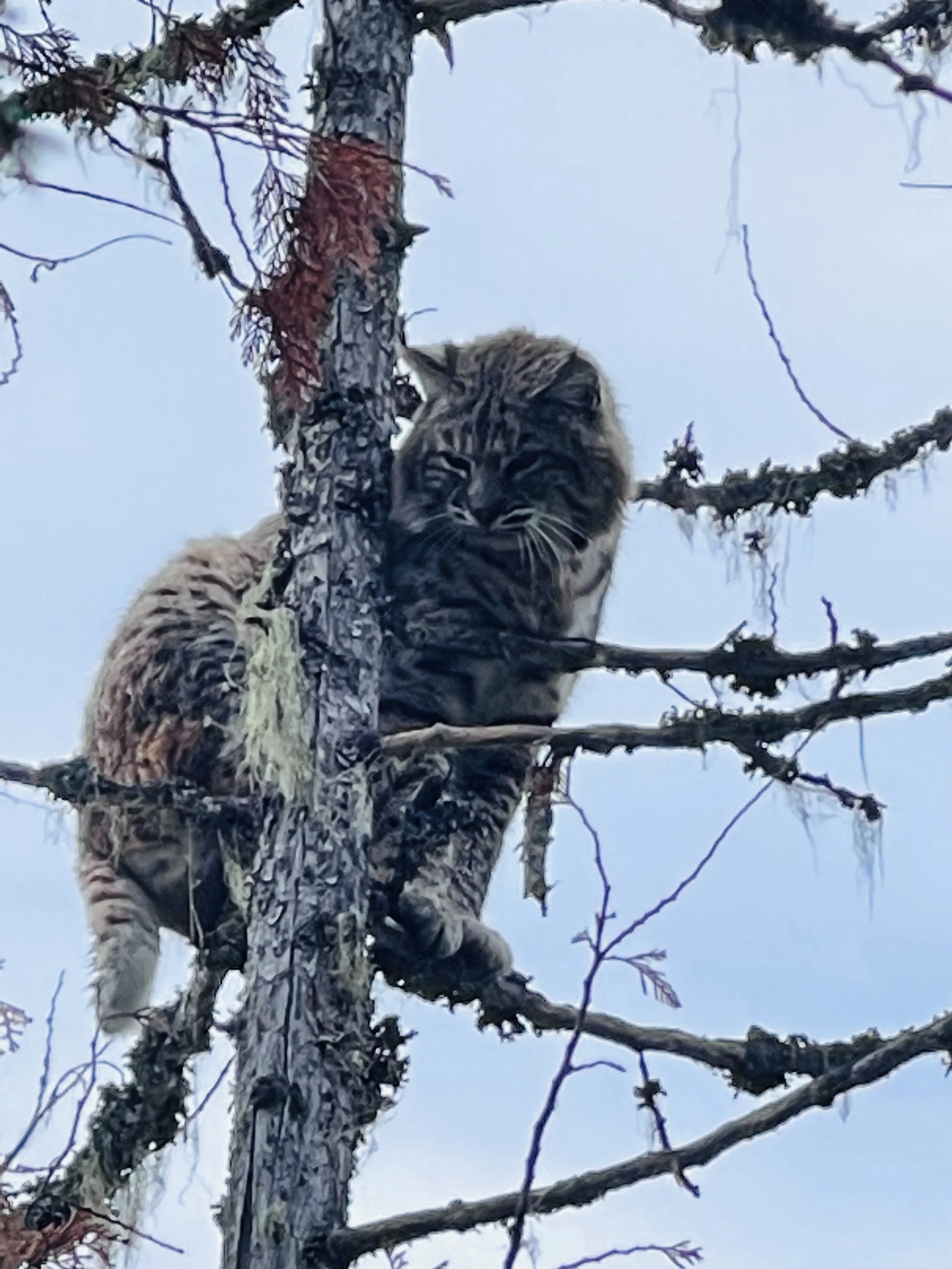 A young tiger perched on a tree branch, looking toward the camera, with a background of a clear blue sky.