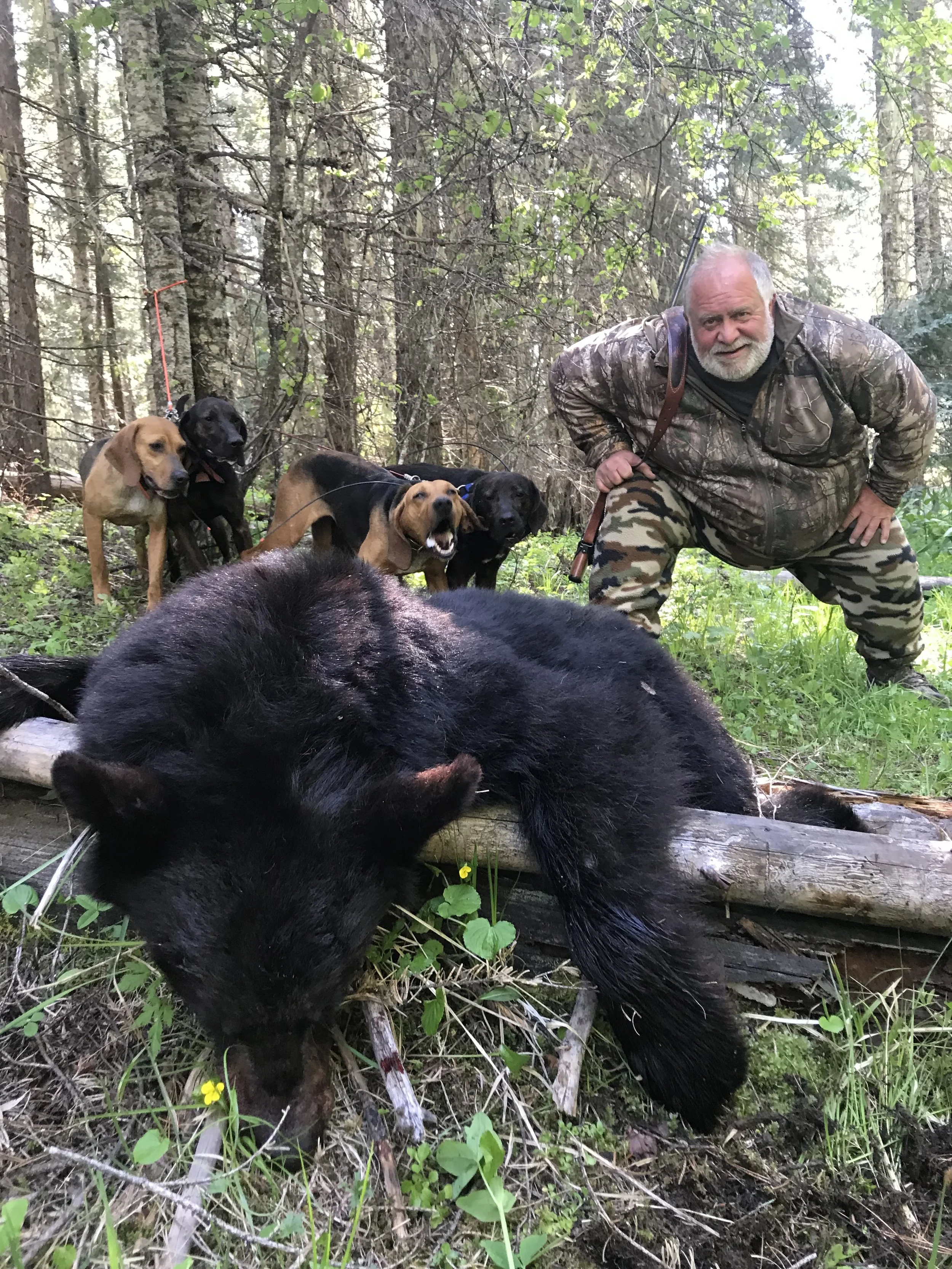 A man in camouflage pants and a camouflage jacket kneeling in a forest with five dogs nearby, and a large black bear lying on the ground in front of him.