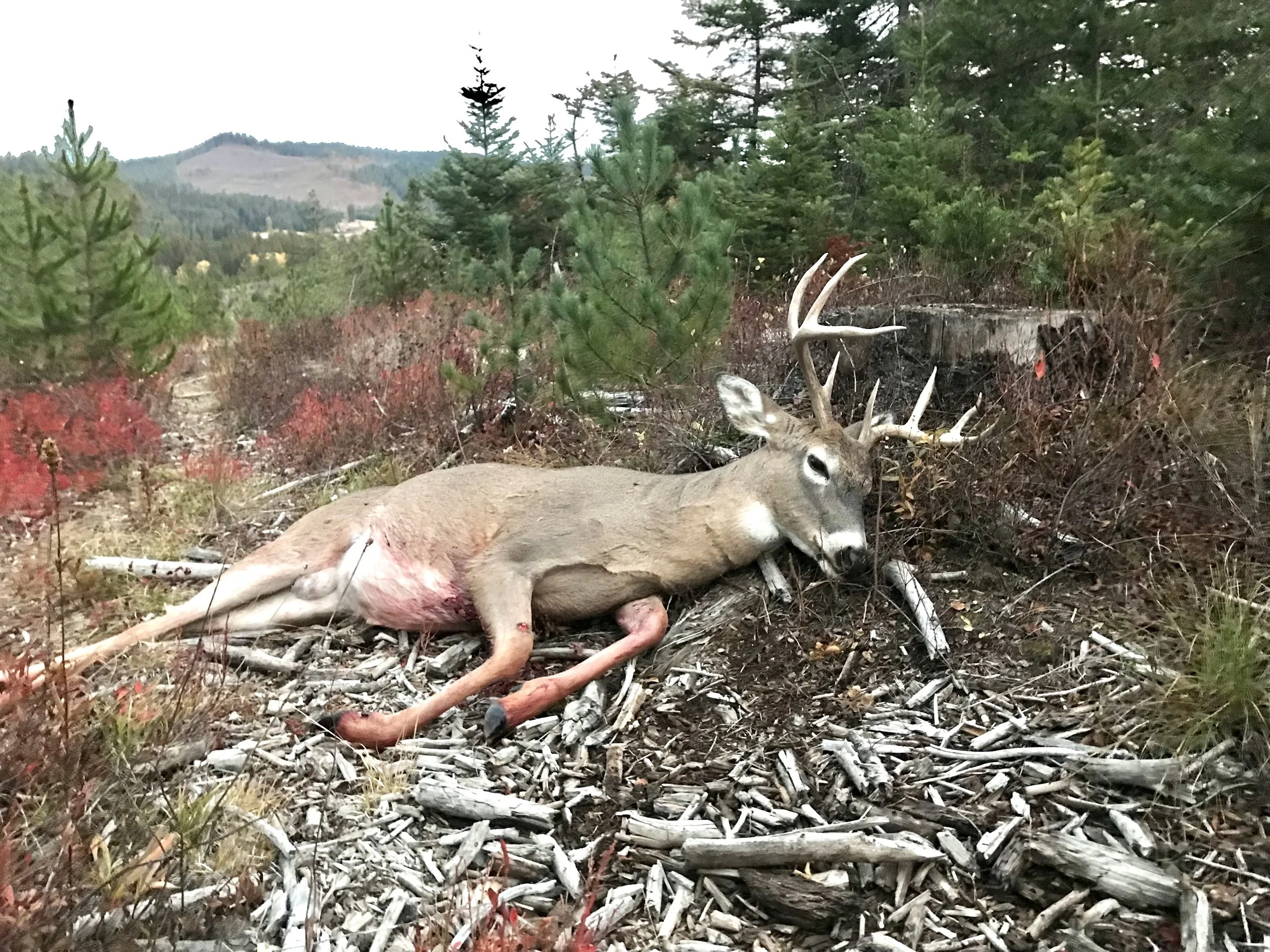 A deceased deer with antlers lies on the ground amidst trees and shrubs in a forested area, with mountains visible in the background.