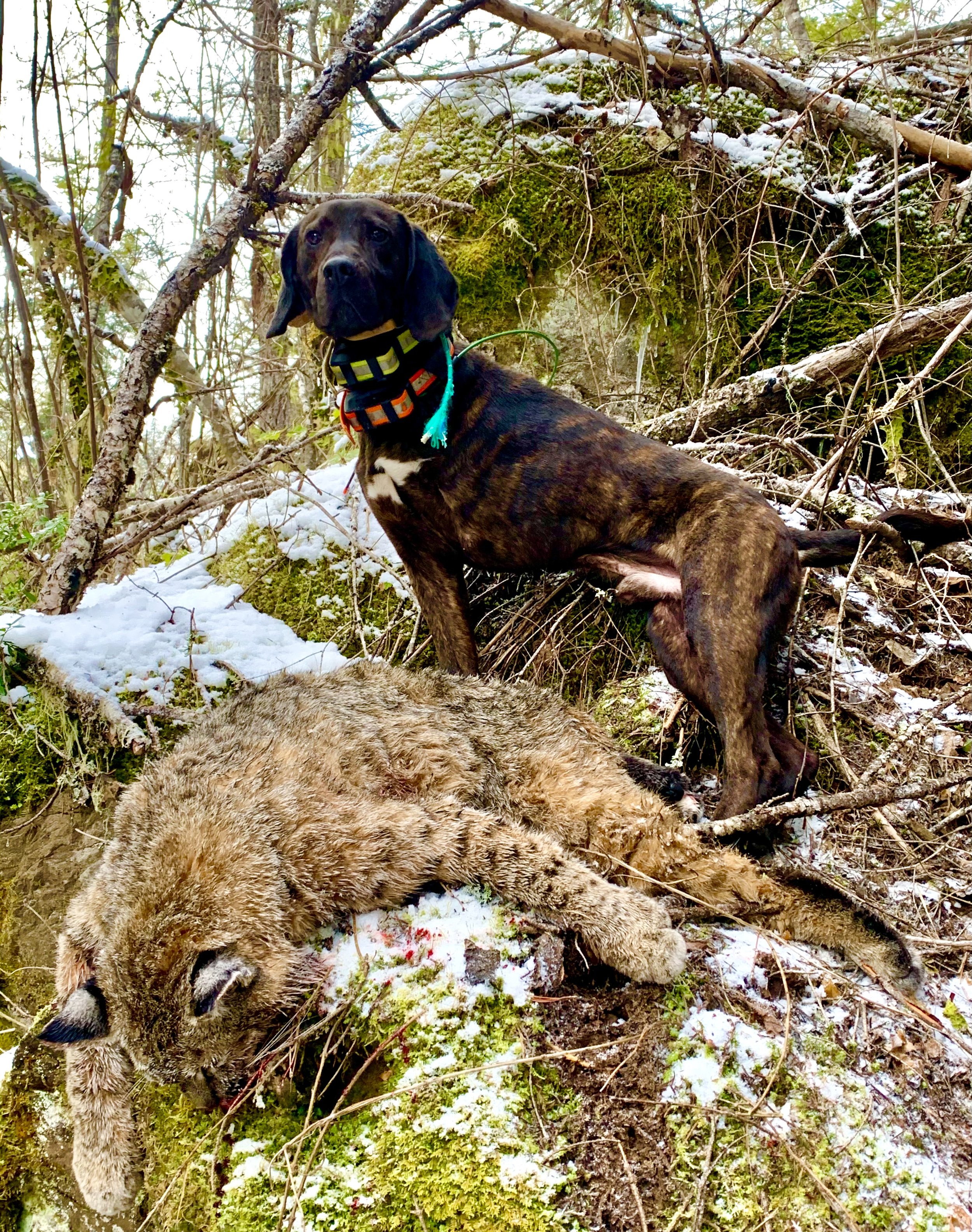 A brindle-coated dog sitting on mossy, snow-covered ground next to a dead animal in a wooded forest.