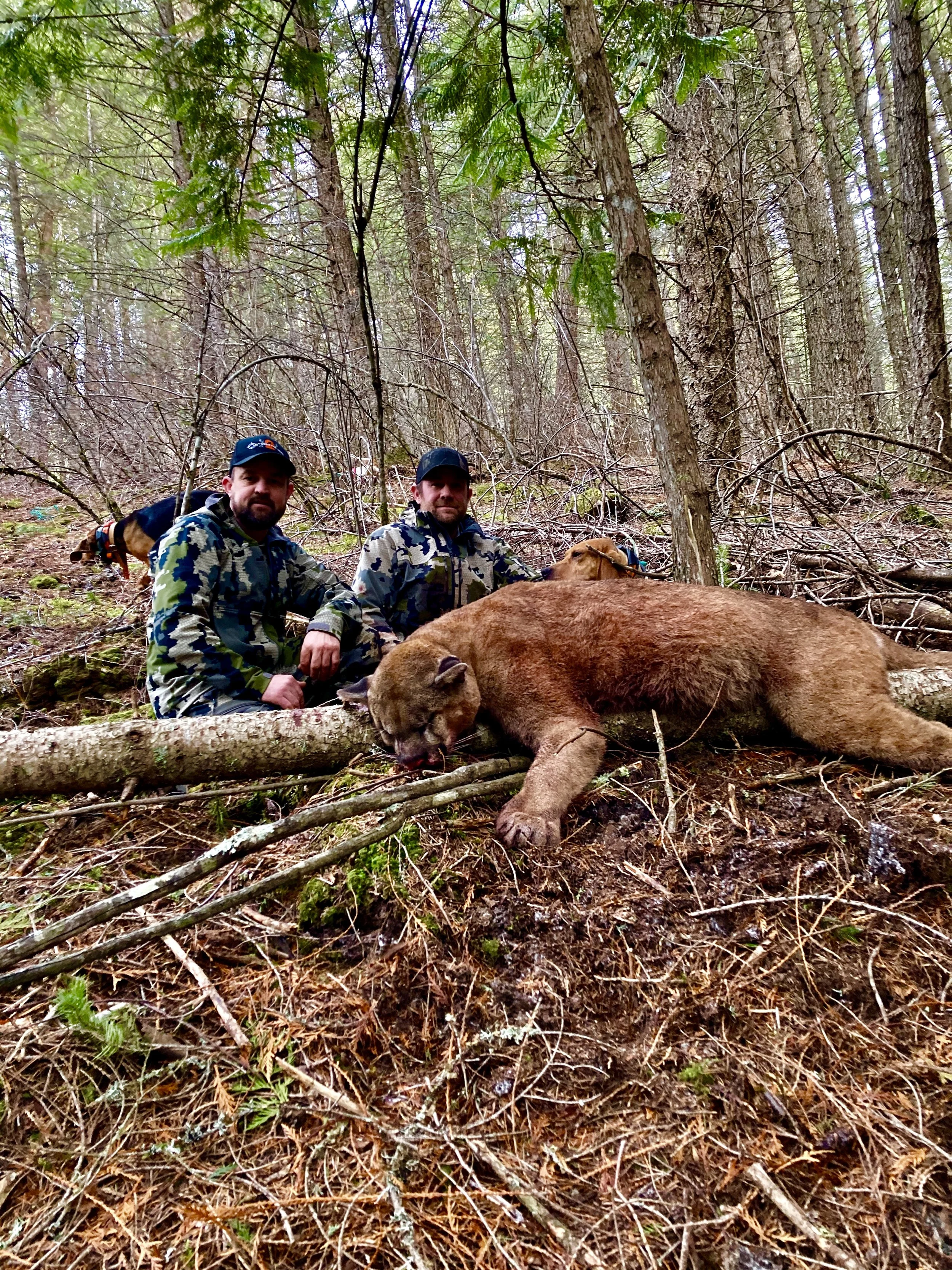 Two hunters in camouflage gear kneeling beside a large brown bear they have hunted, lying on the forest floor in a wooded area with trees and branches.