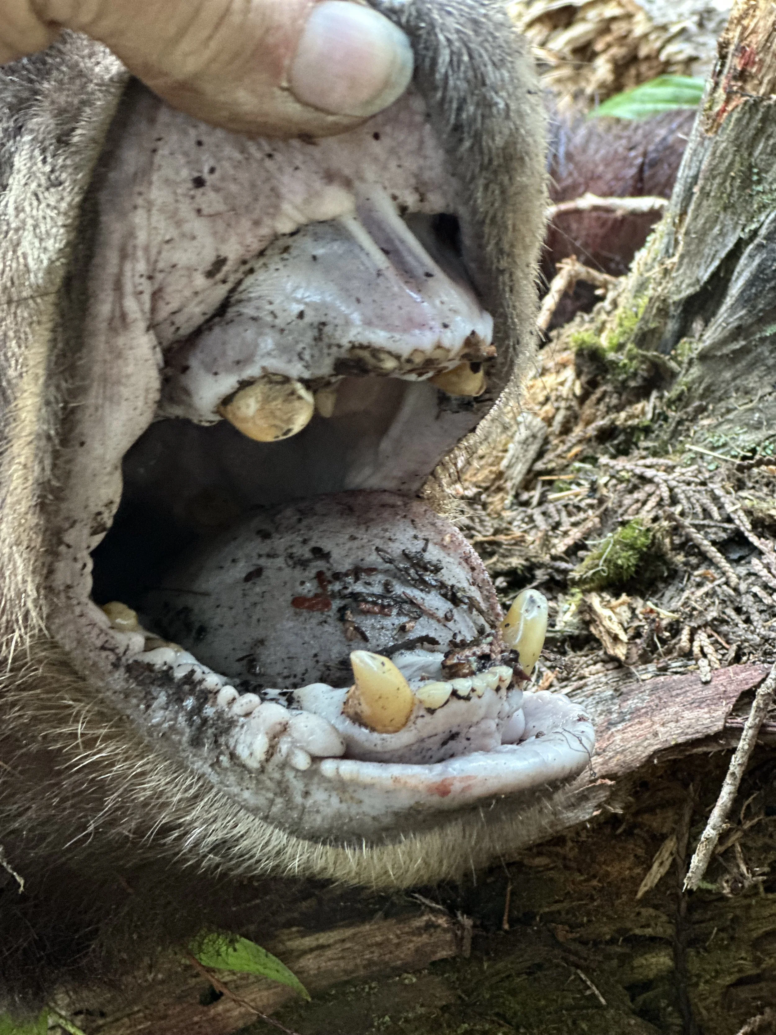 Close-up of a possum's open mouth showing large teeth, with a human hand holding its head. The background includes some soil, leaves, and tree bark.